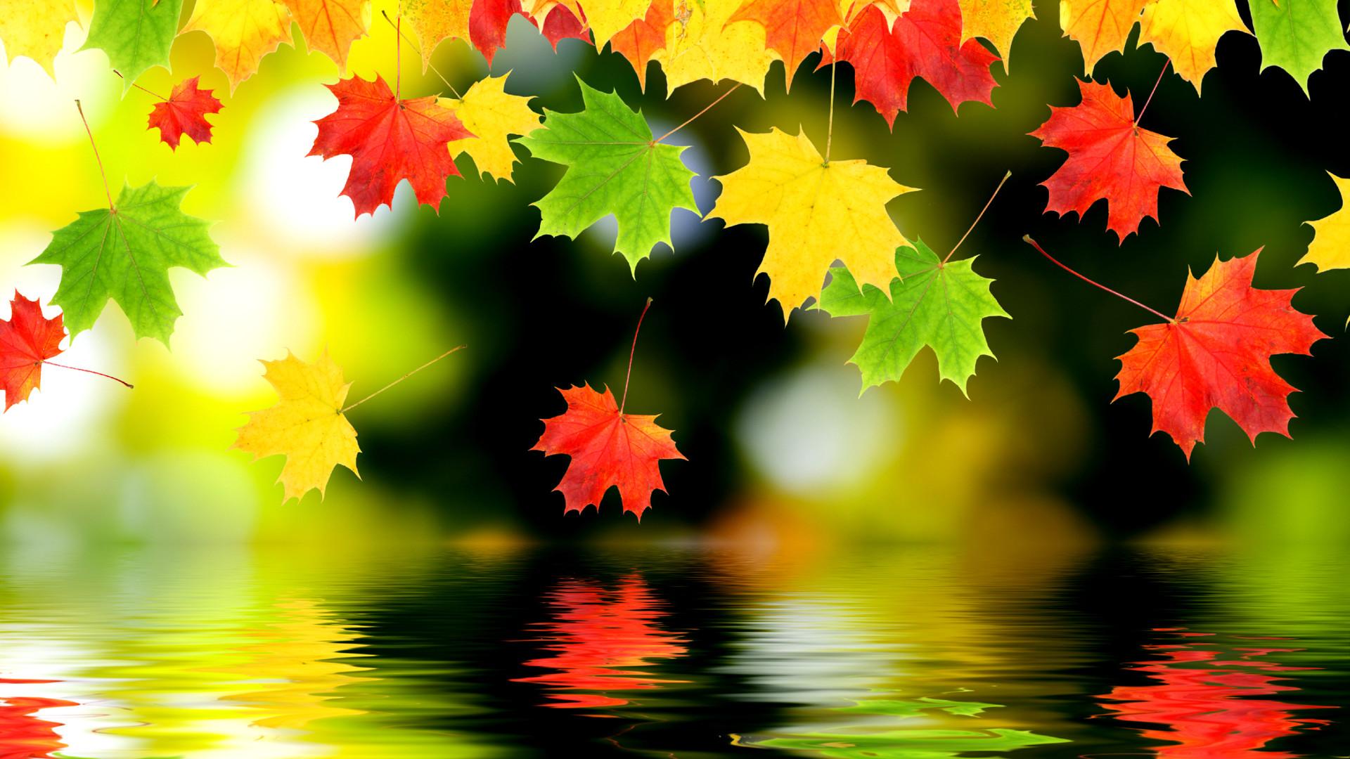 Full HD Autumn or Fall Wallpaper with Maple Leaves