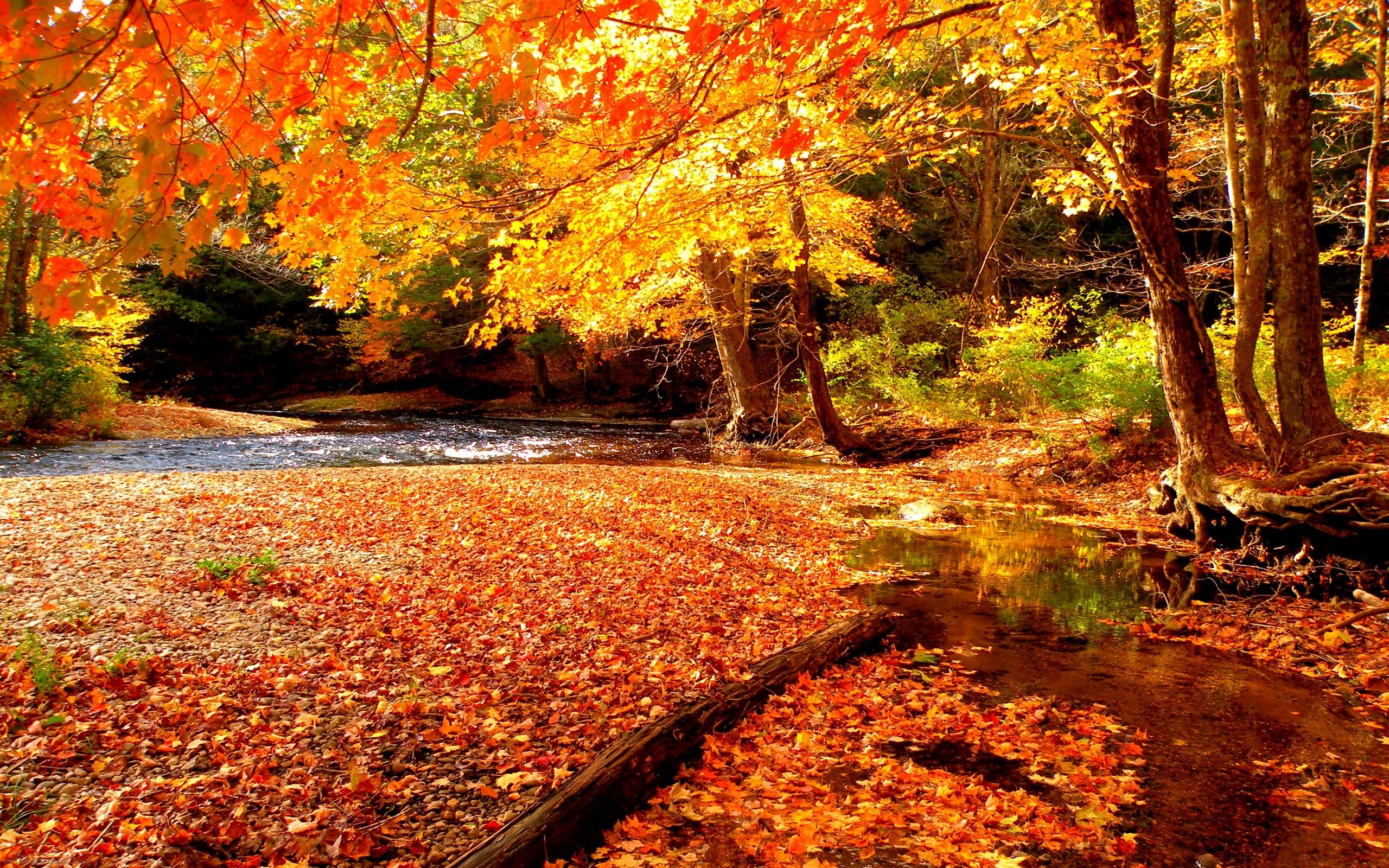 Autumn Beauty Wallpapers - Wallpaper Cave