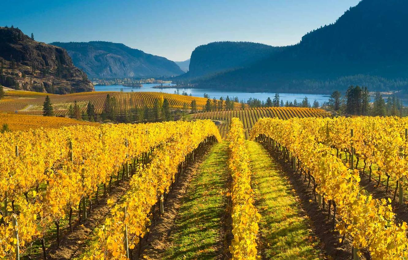 Wallpaper autumn, mountains, nature, Canada, vineyard, British