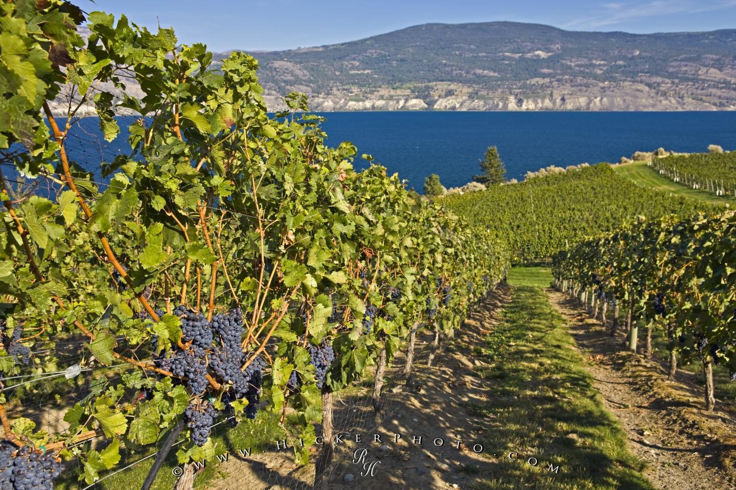 Okanagan Wallpaper. Okanagan Wallpaper