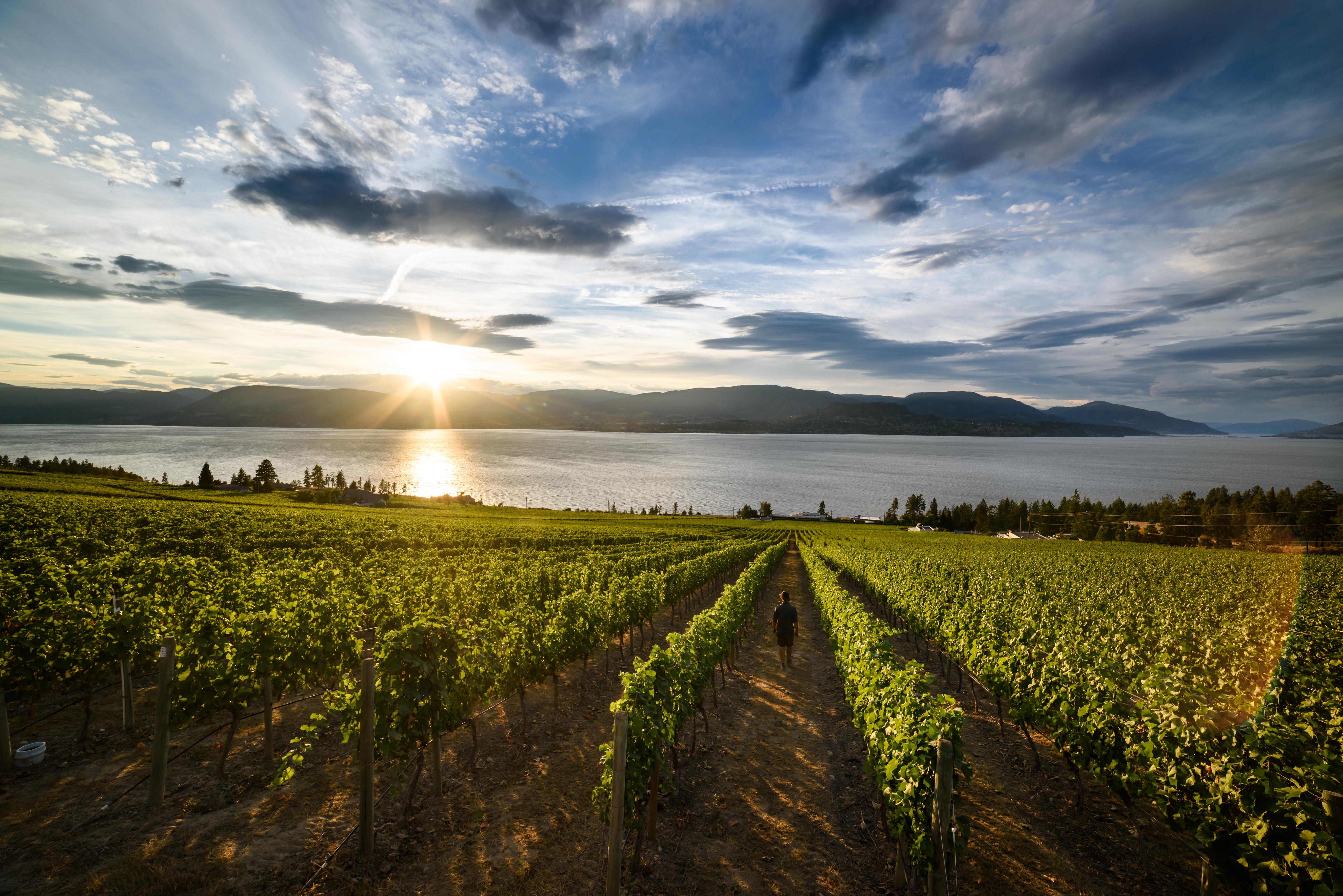 Kelowna Wineries, Wine Trails & Tours