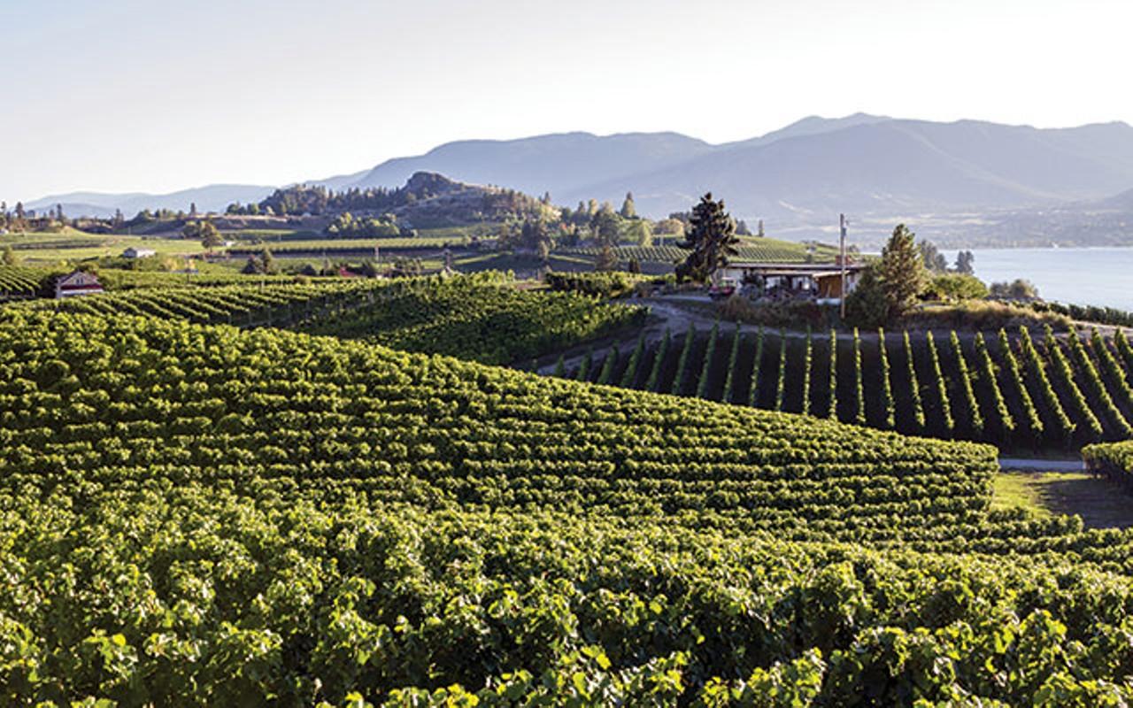 The state of B.C.'s wine nation is just fine