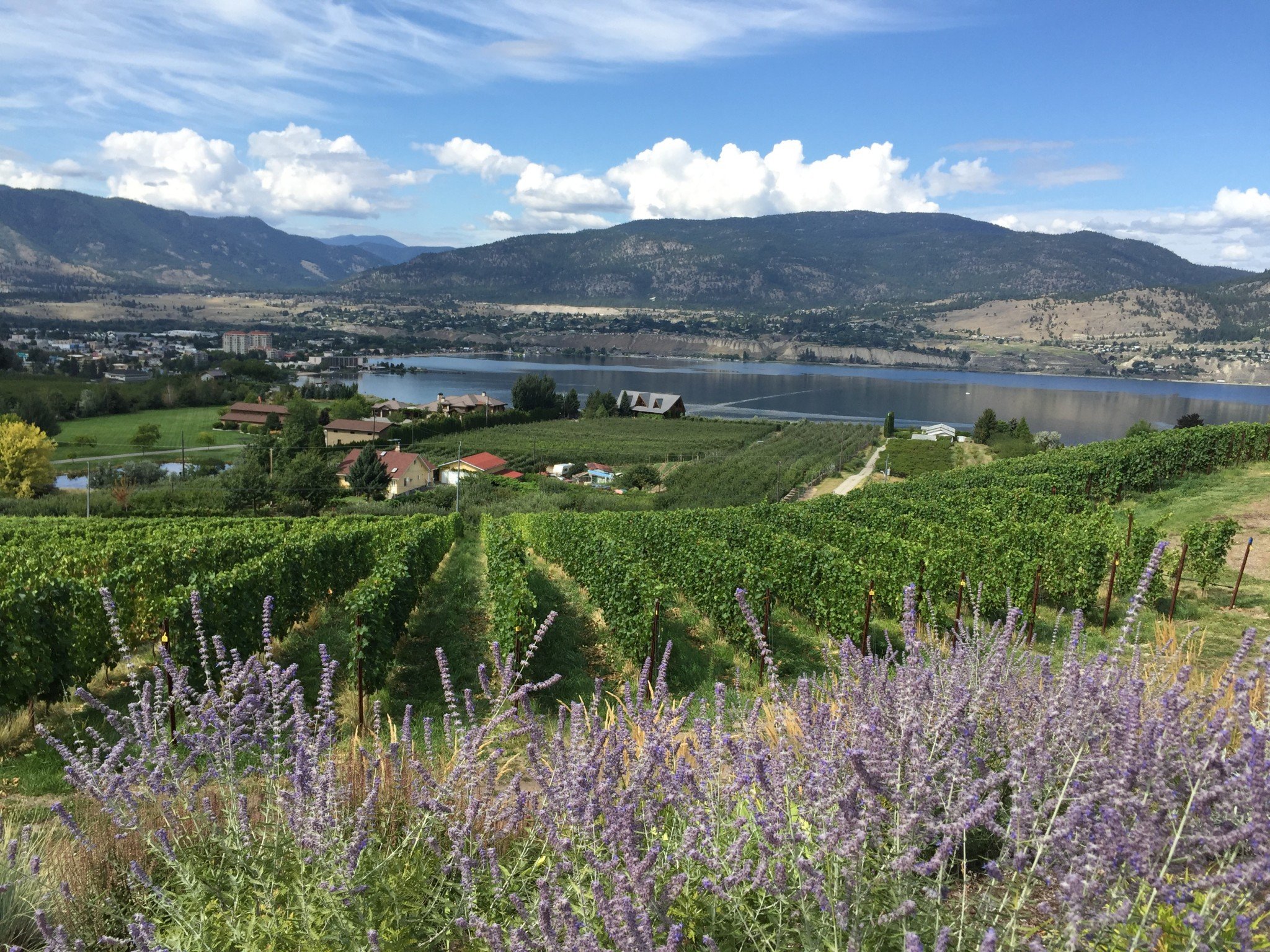 Okanagan Lake Vineyard Lavender. Experience Wine Tours Okanagan