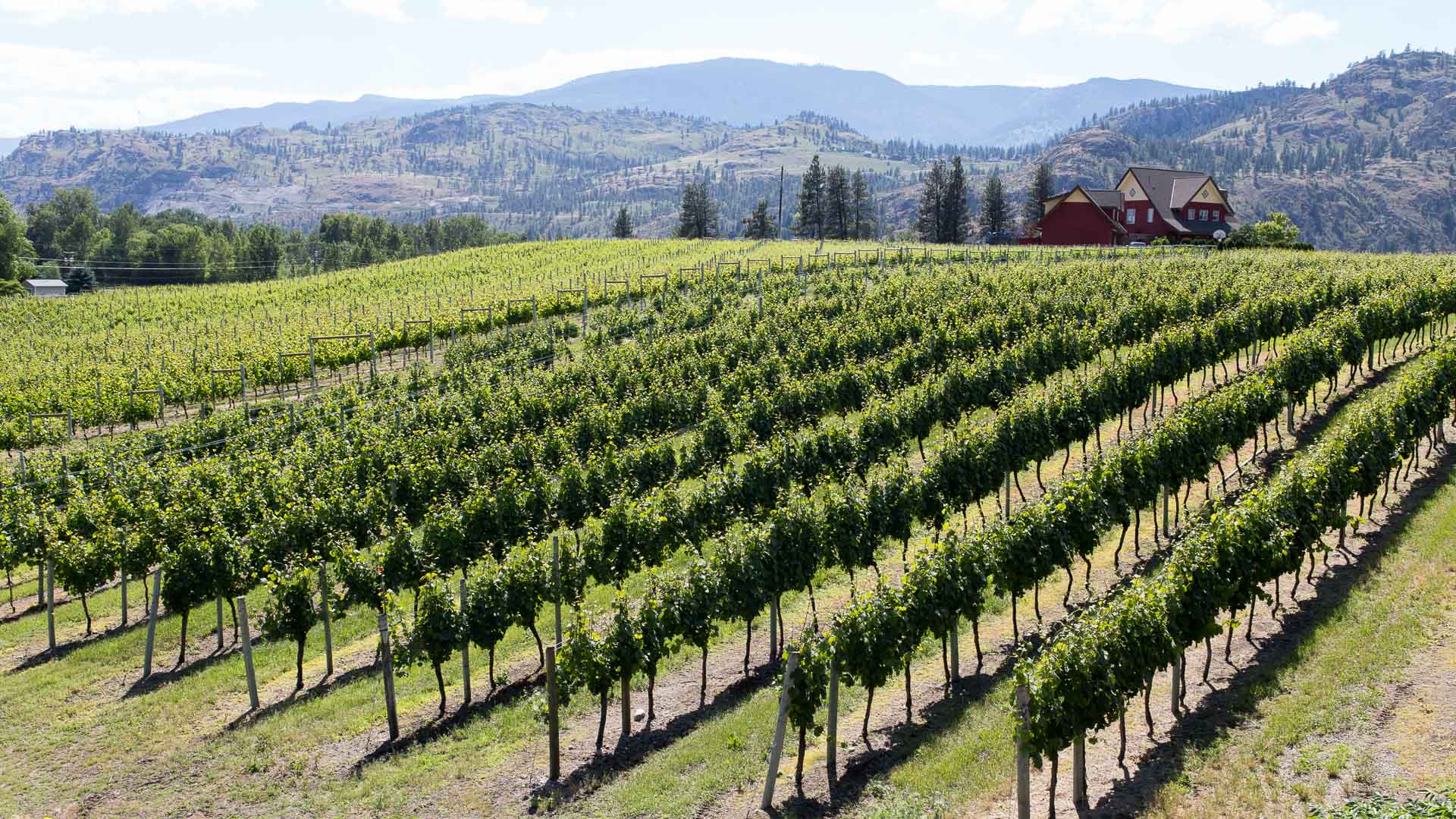 Sarah & Joe Photo & Video. River Stone Estate Winery. Our Okanagan