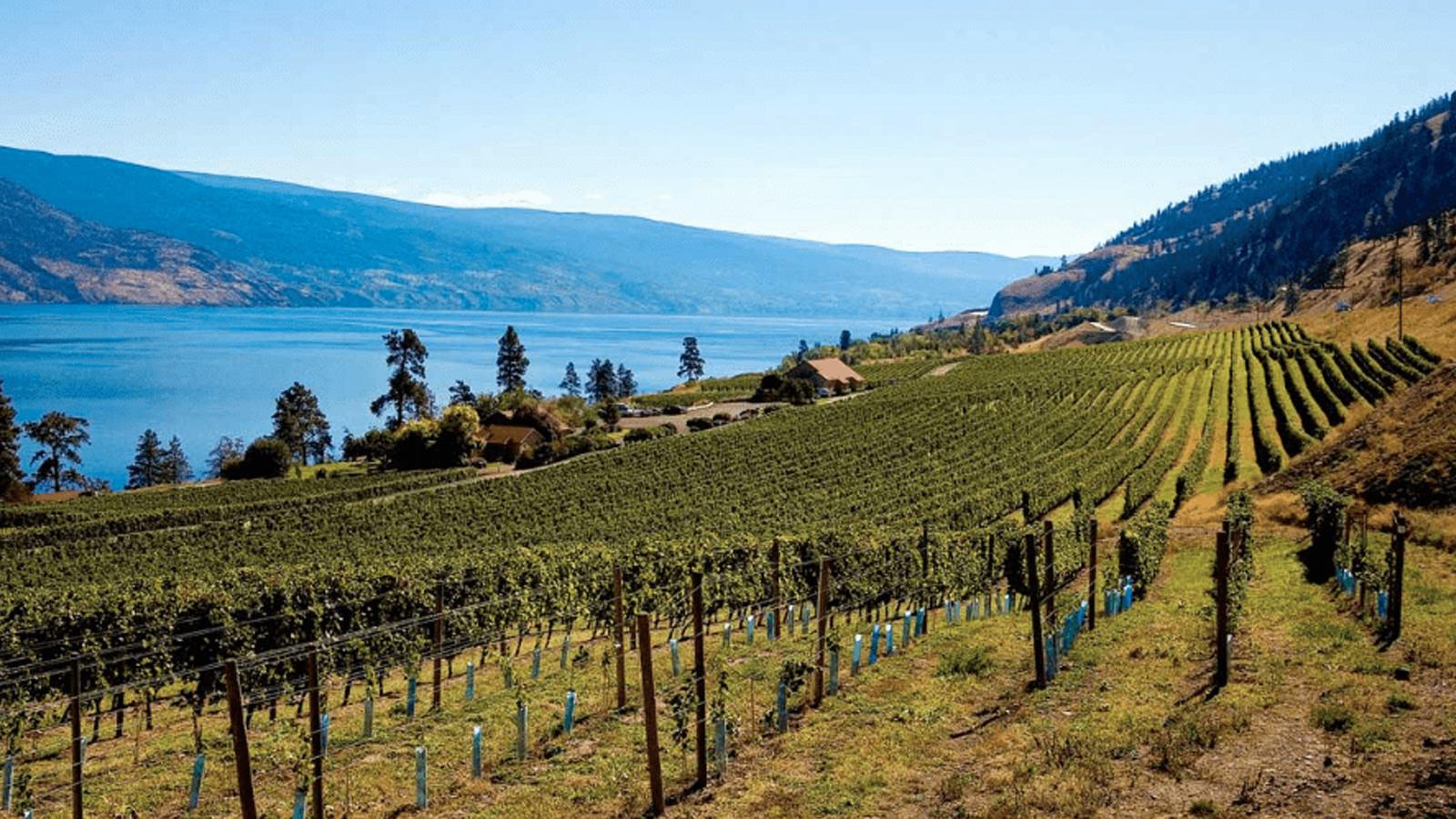 Great: Wine tasting in Okanagan Valley