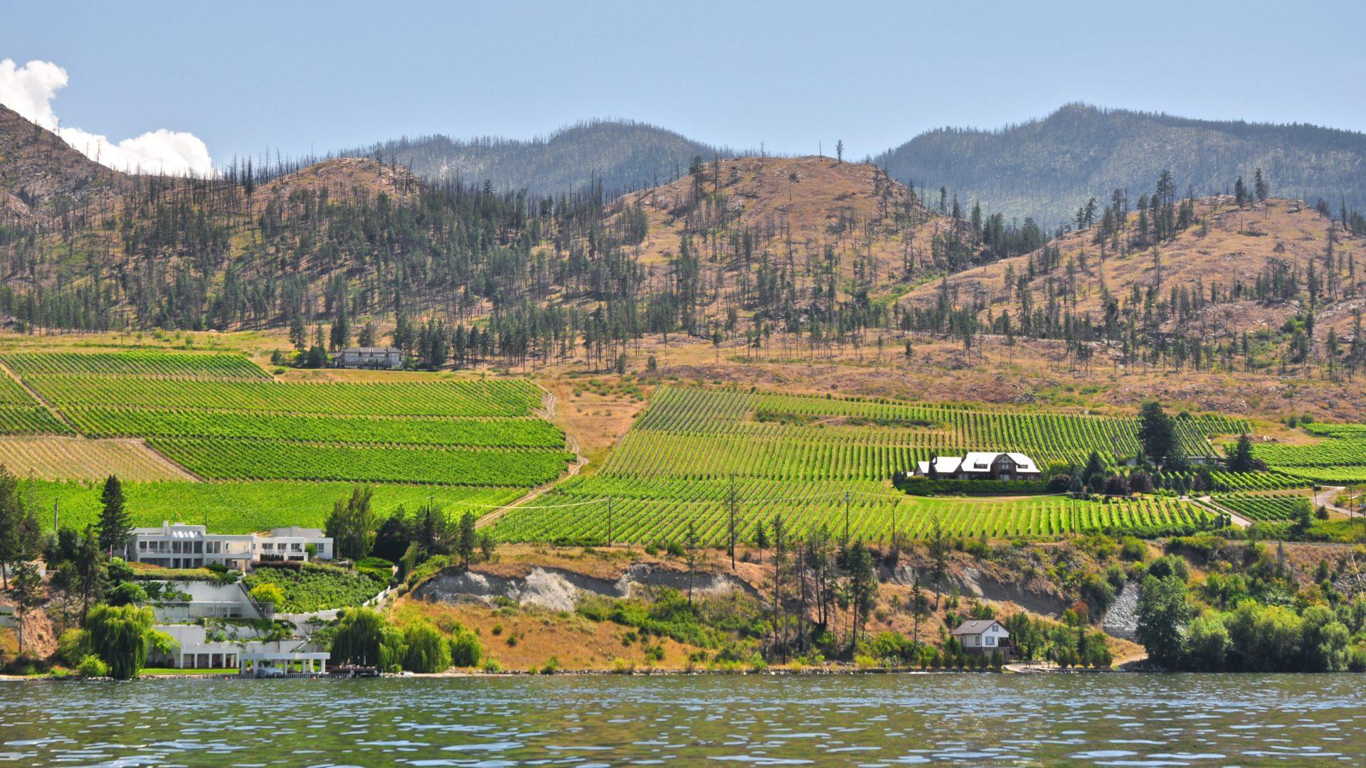 BC wine to be sold at Spruceland Save On Foods Prince George Now