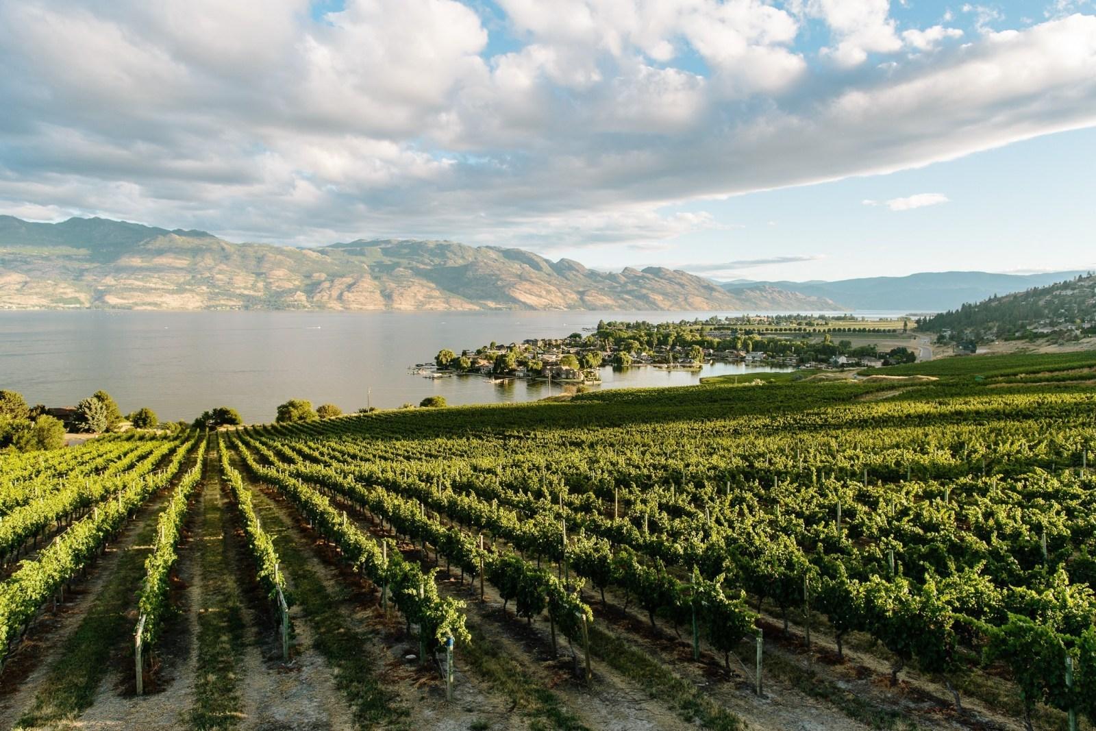 Okanagan Vineyard Wallpapers - Wallpaper Cave