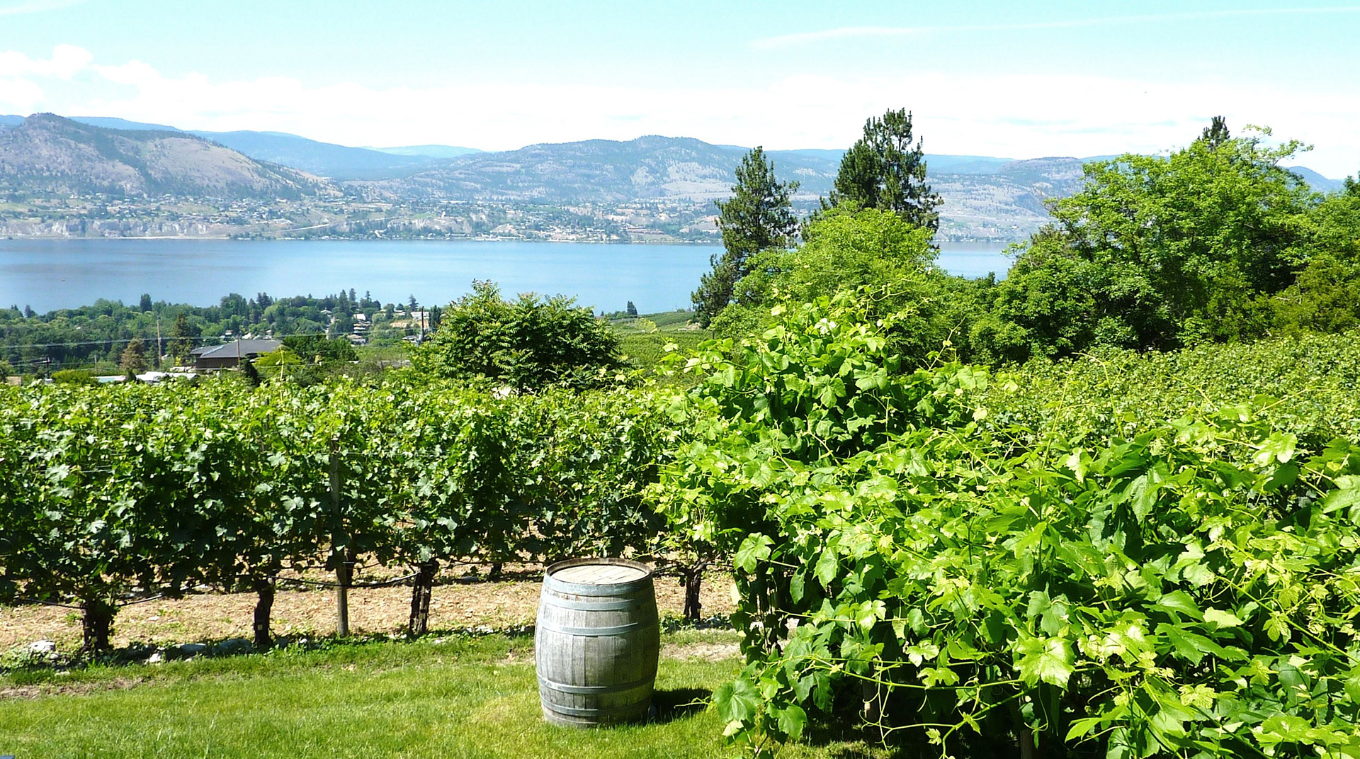 Natural Wine Up North In The Okanagan Valley