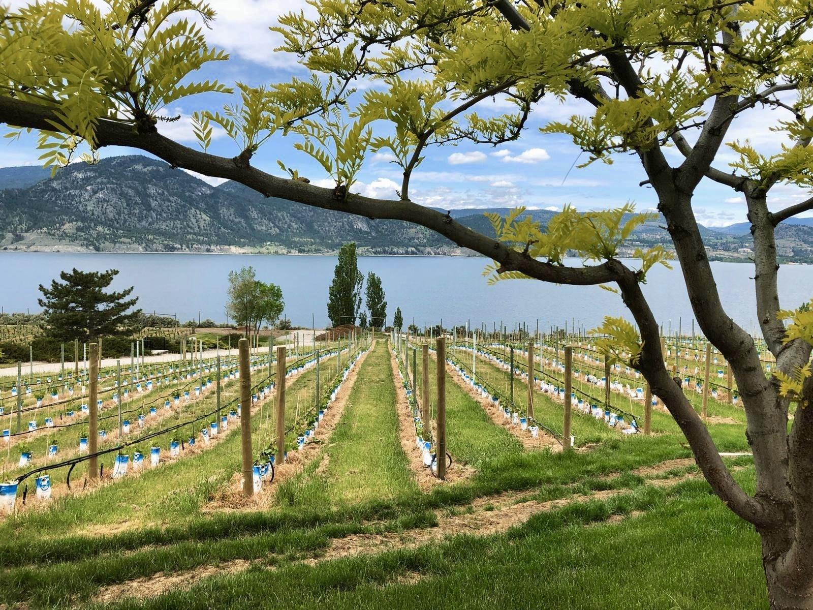 The best Okanagan wineries: your ultimate guide written