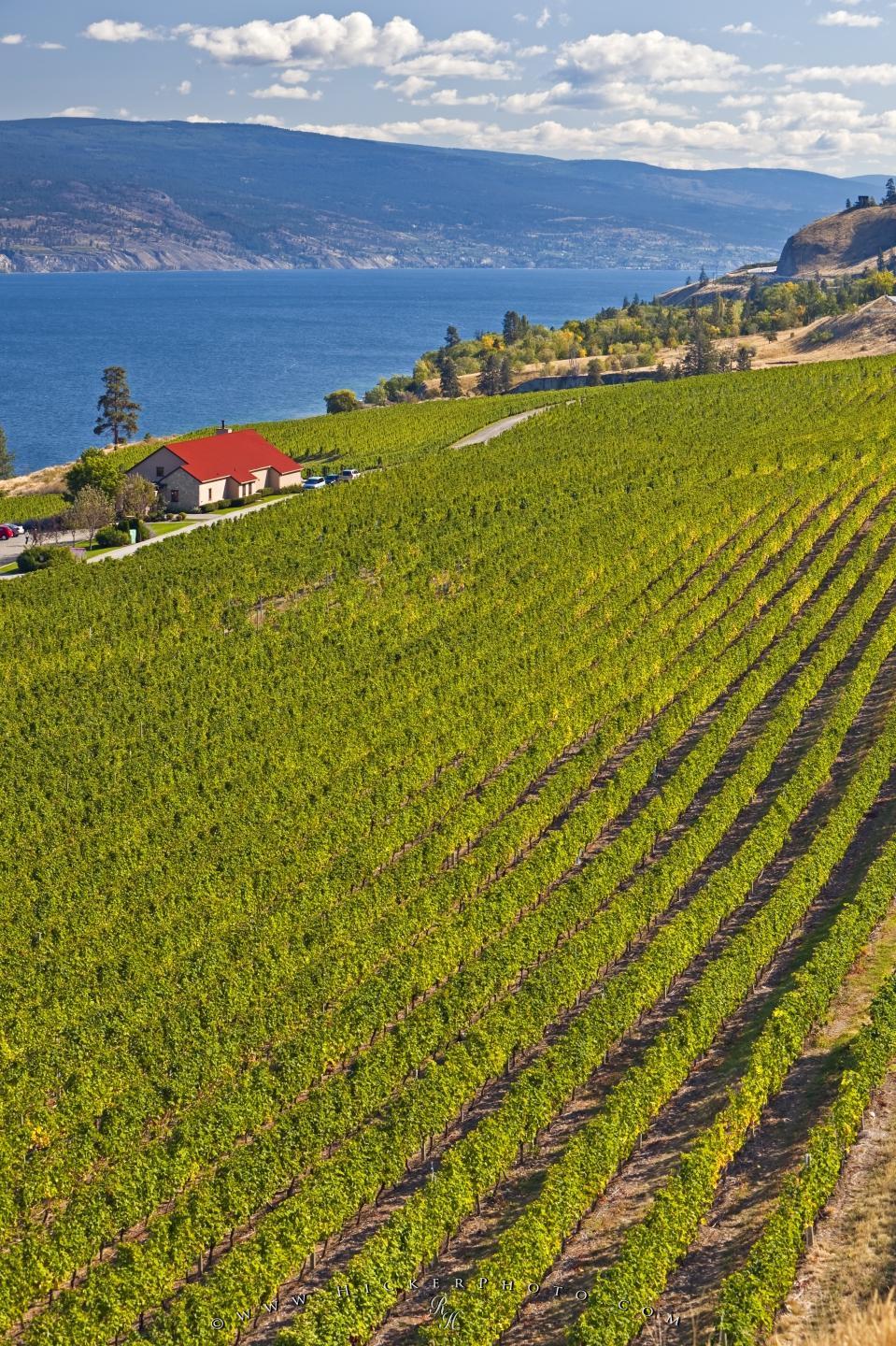 Free wallpaper background: Greata Ranch Estate Winery Vineyard