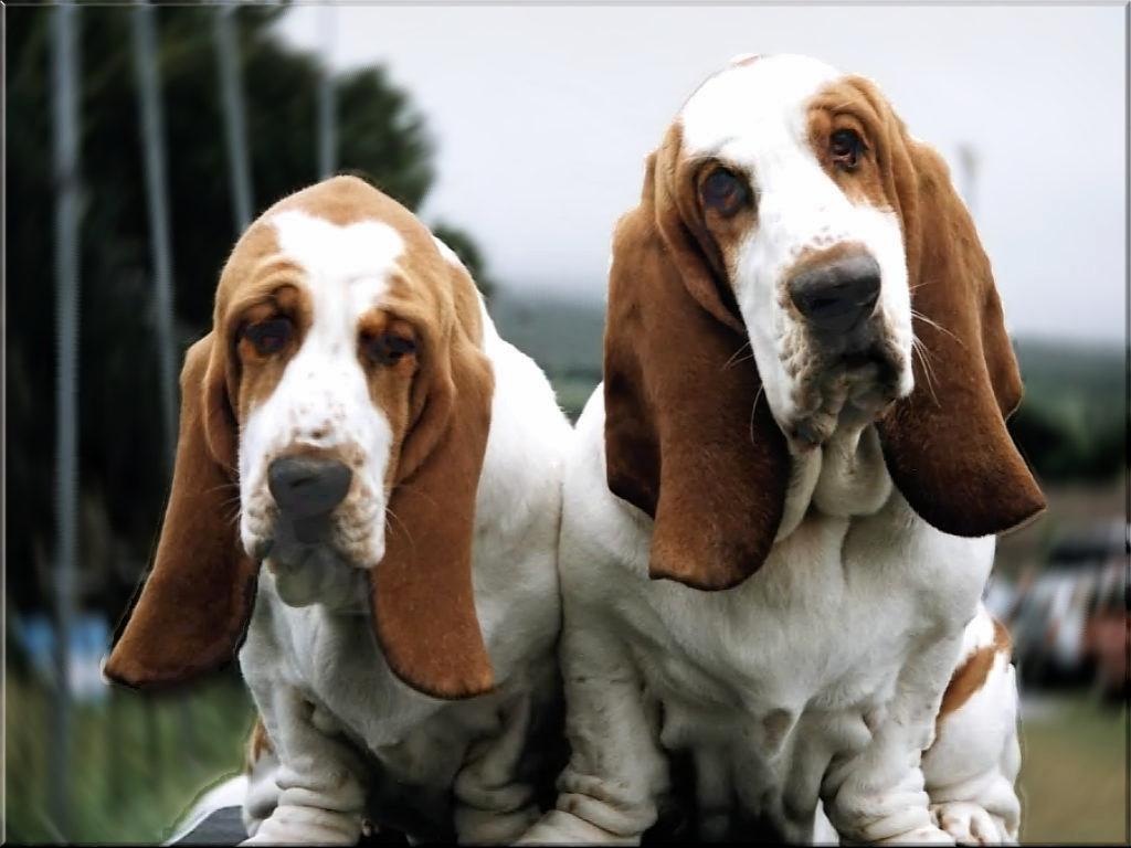 Two Basset Hound dogs photo and wallpaper. Beautiful Two Basset Hound dogs picture
