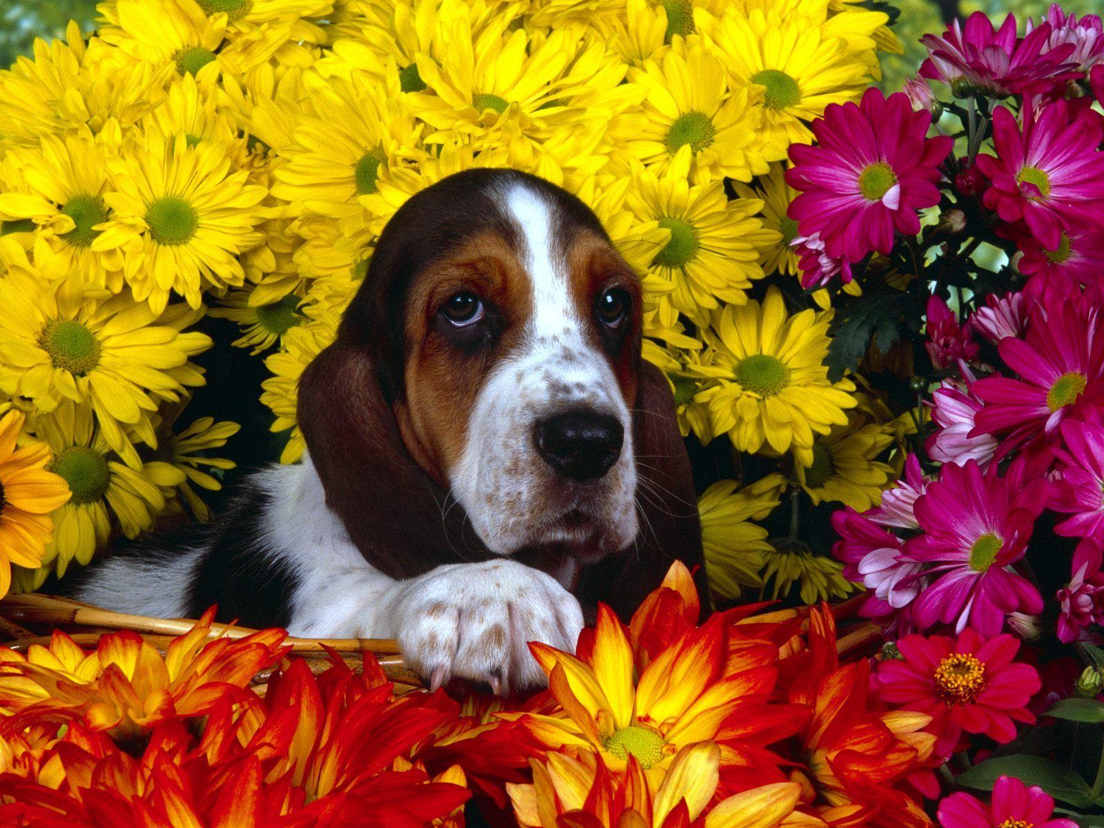 Picture of spring time. Spring Scents, Basset Hound Wallpaper
