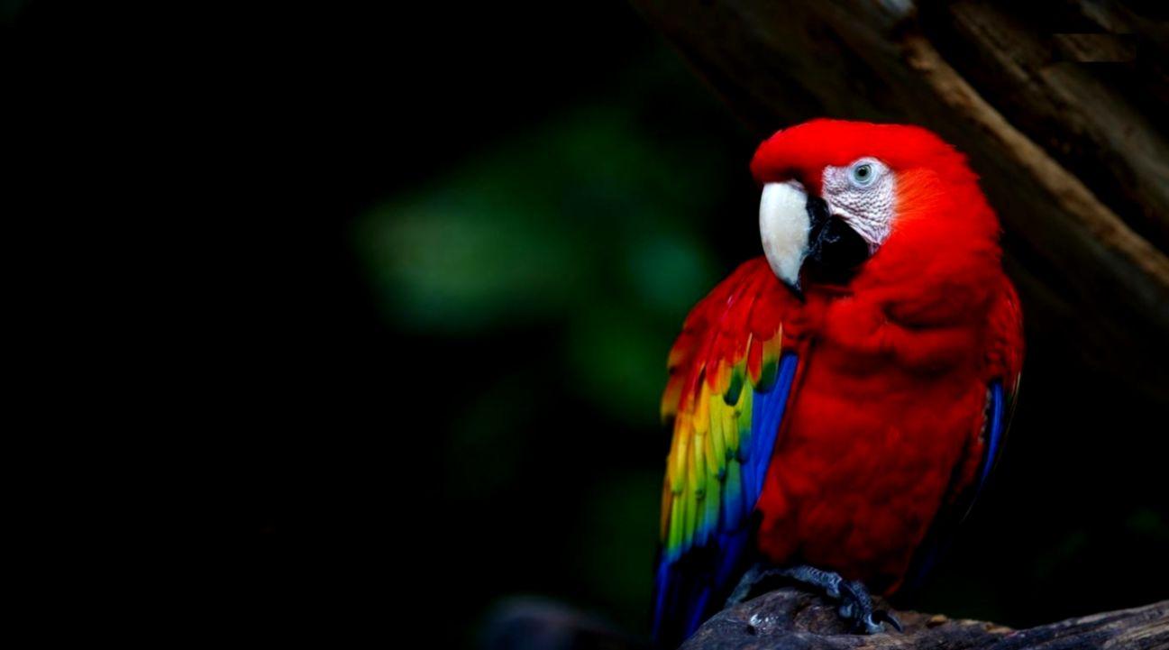 Macaw Parrot Desktop Background Wallpaper