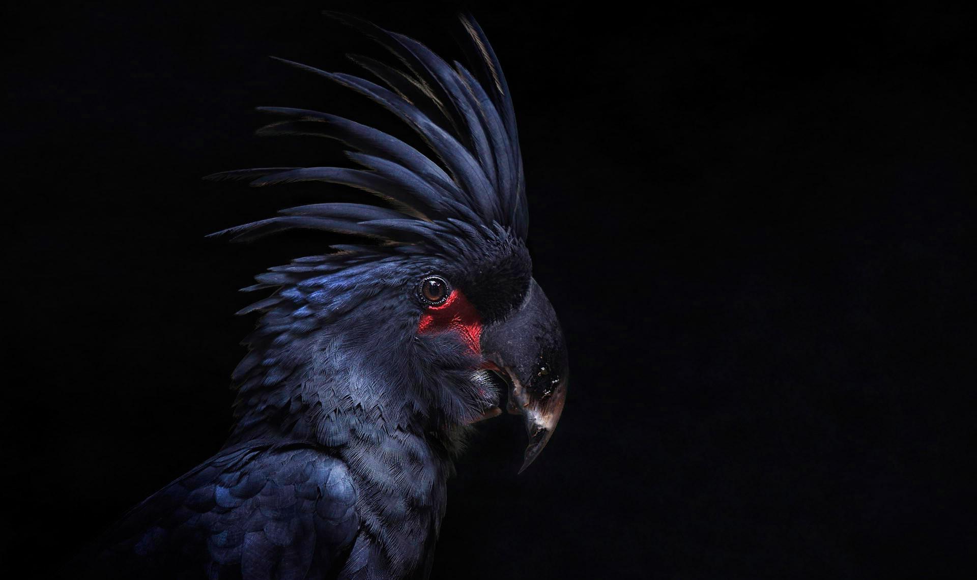 Parrot OS Wallpapers Wallpaper Cave