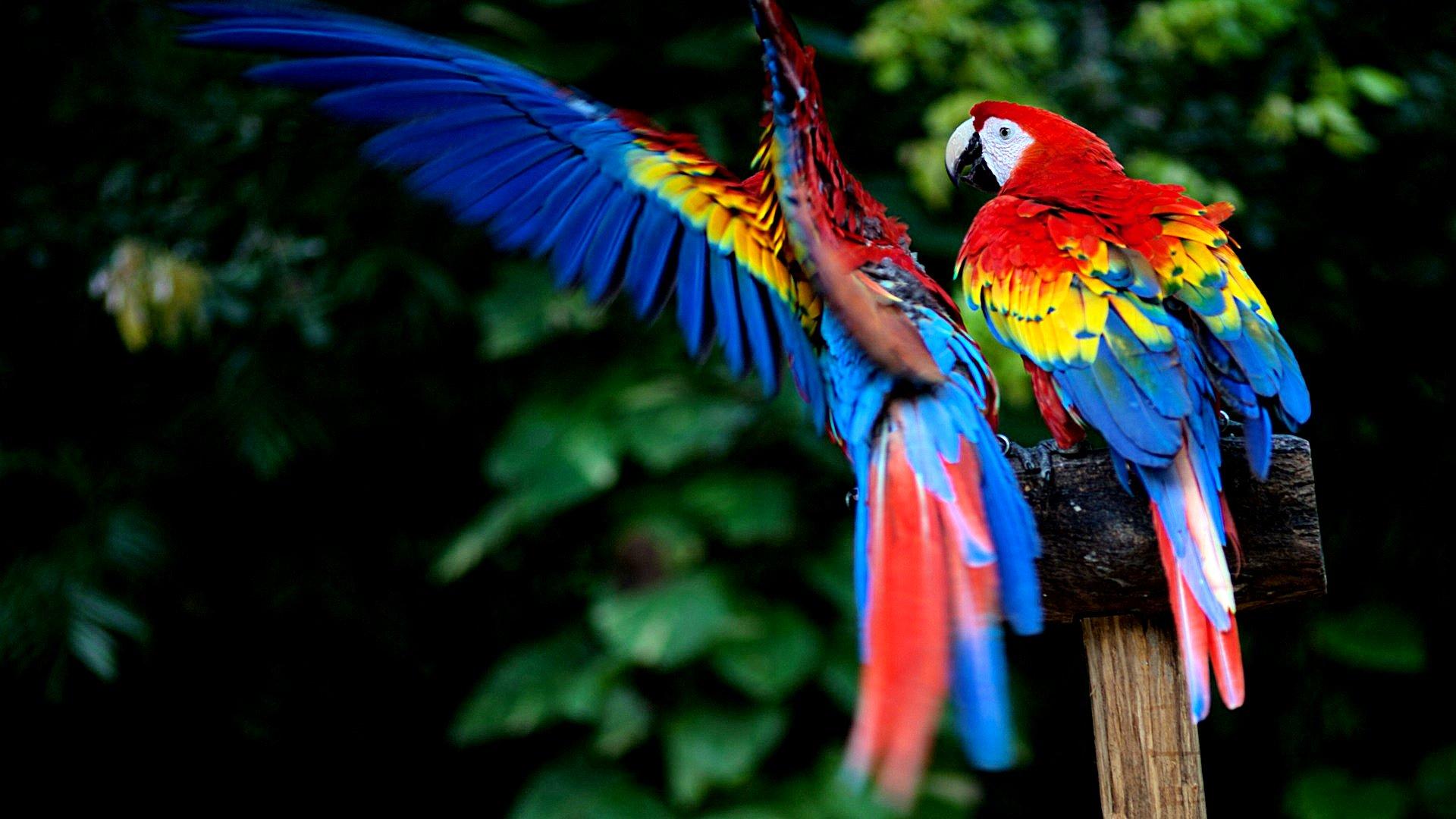 Parrot Os Wallpaper Group , HD Wallpaper