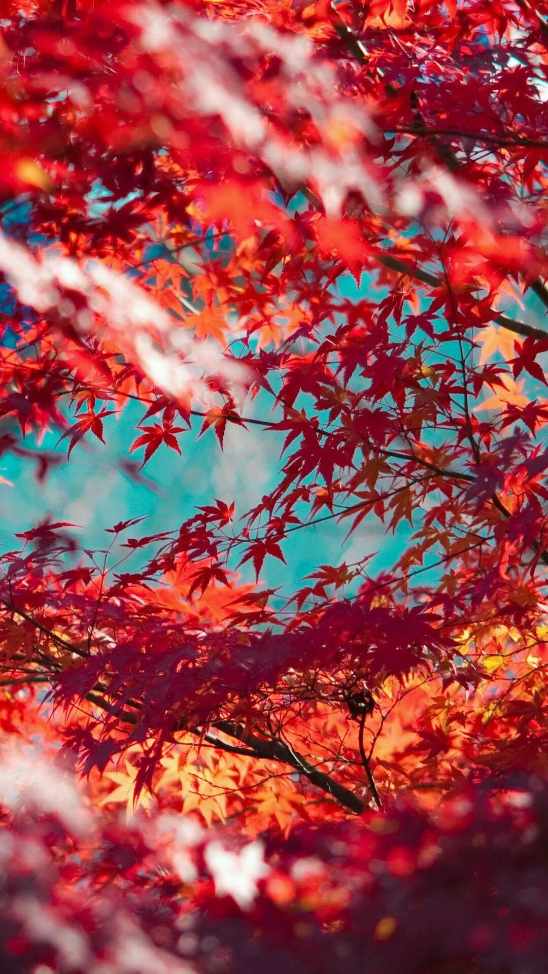 Beautiful Red Maple Leaves iPhone wallpaper. Tap to see more Fall