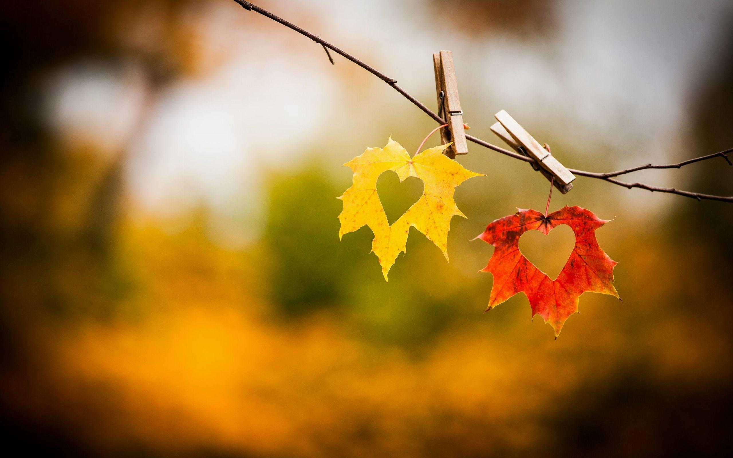 autumn love photography