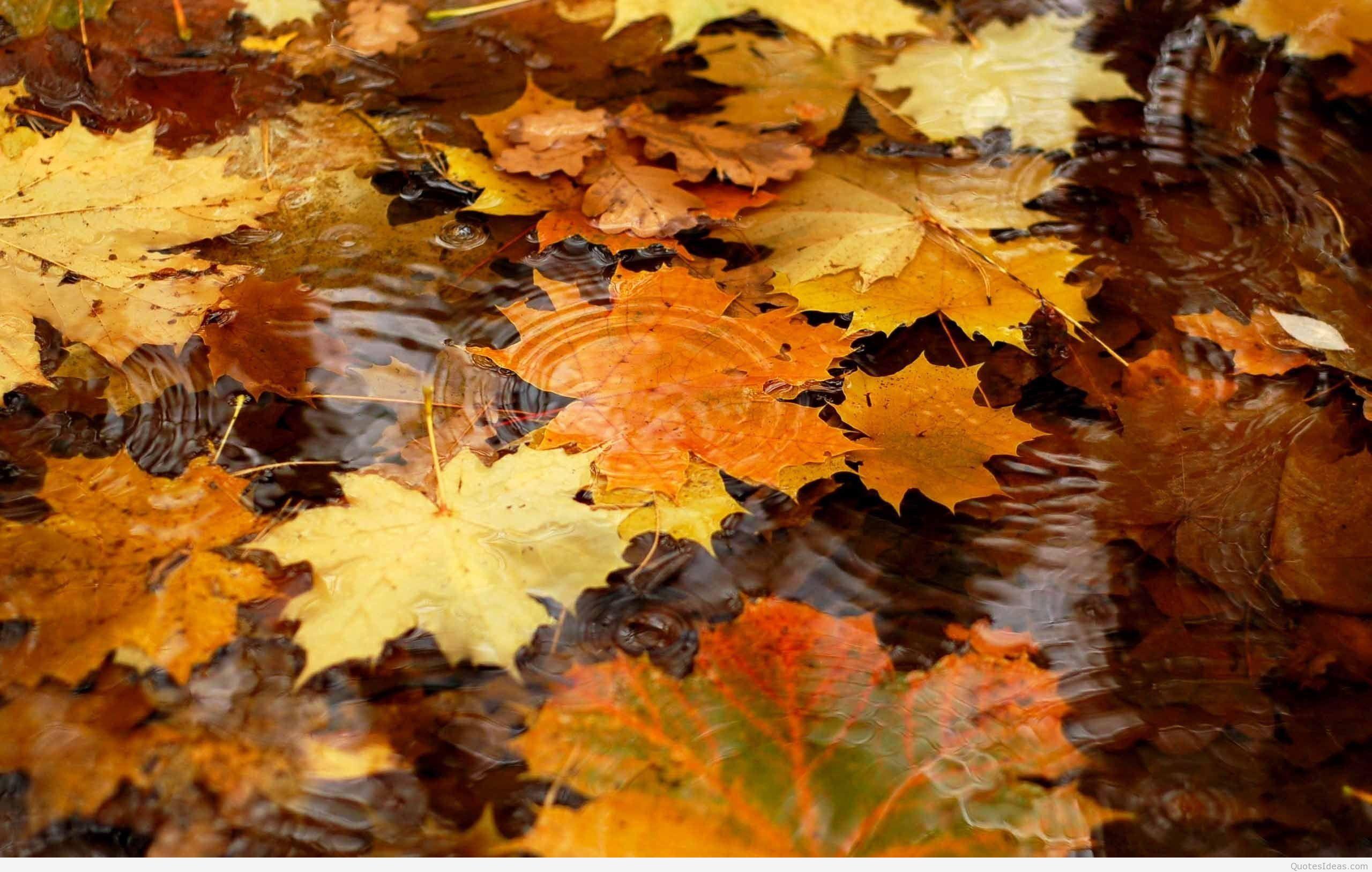 Love in autumn wallpaper