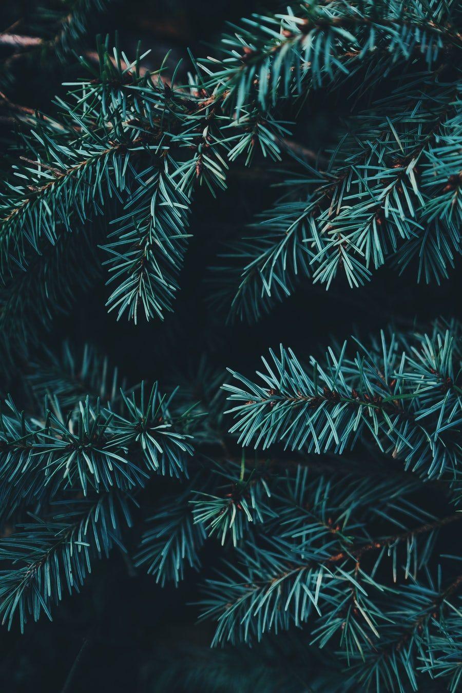 Photo. iPhone wallpaper, Christmas