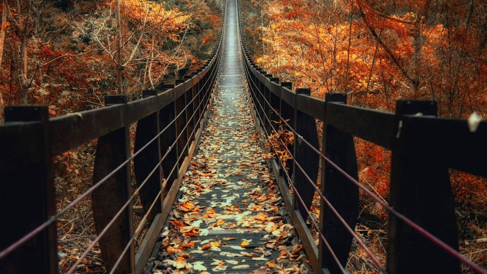 Download 1600x900 Timber Bridge, Autumn, Fall, Long, Trees
