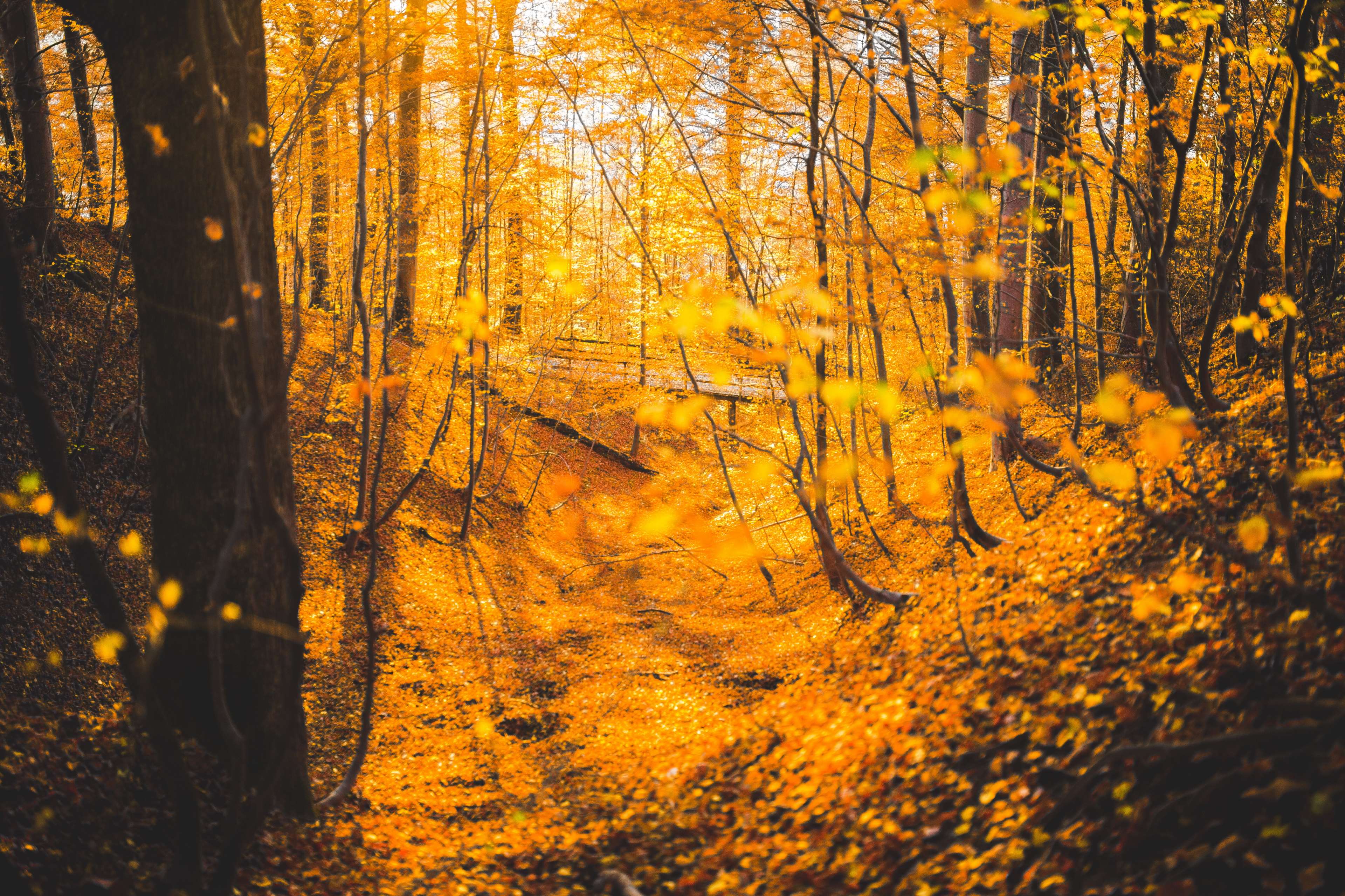autumn, bridge, fall, forest, leaves, trees, woods