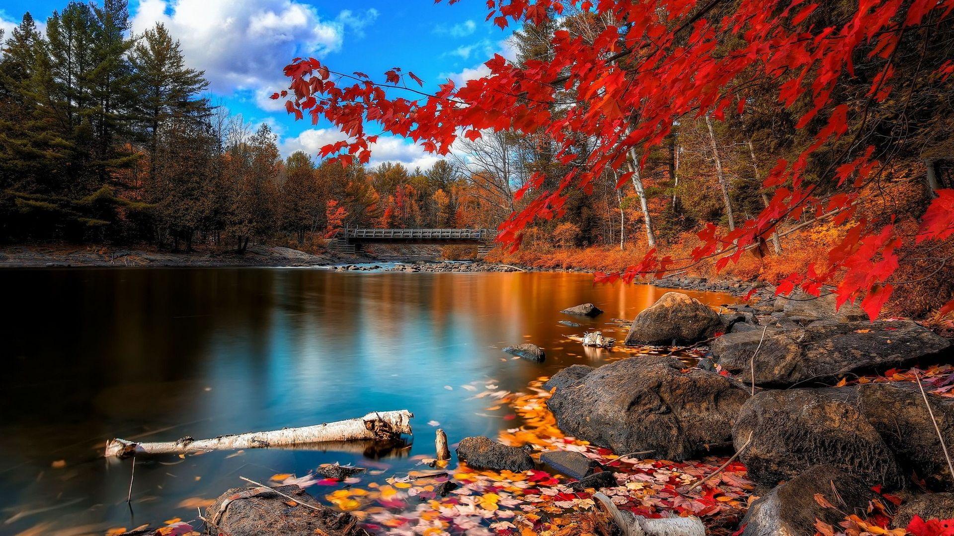 Nature Lake Water Bridge Autumn Trees Leaves Wallpaper