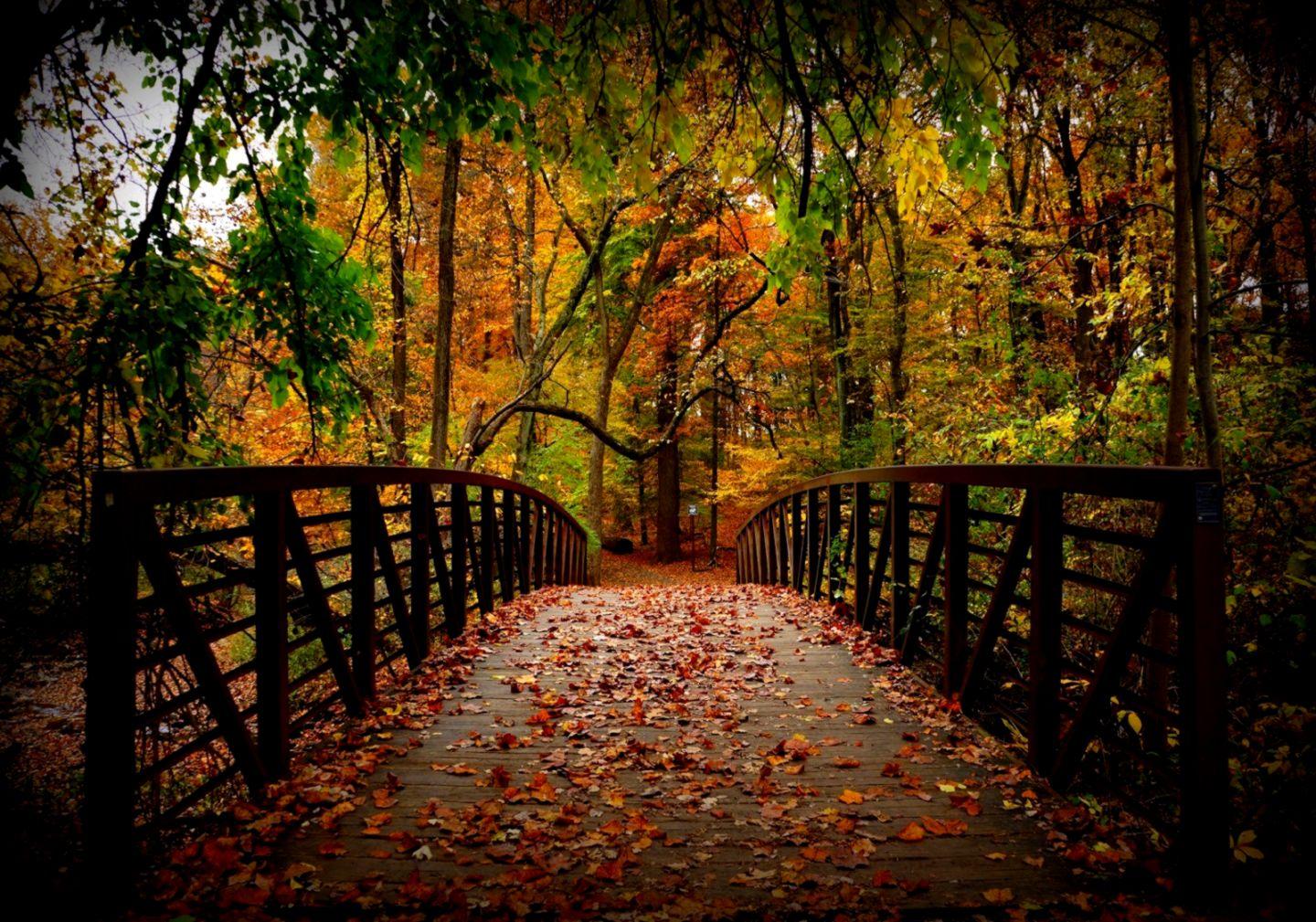 Bridge Leaves Autumn HD Wallpaper