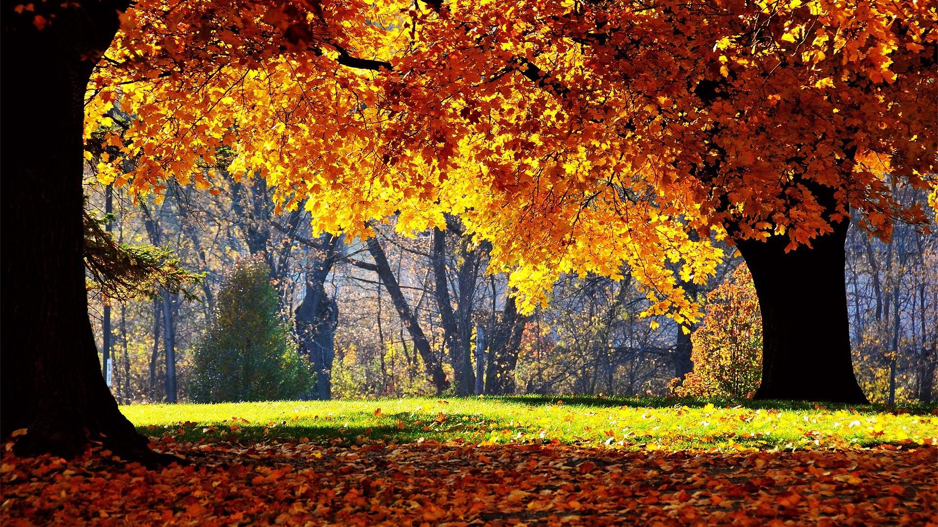 Download 1920x1080 Sunny Autumn day wallpaper