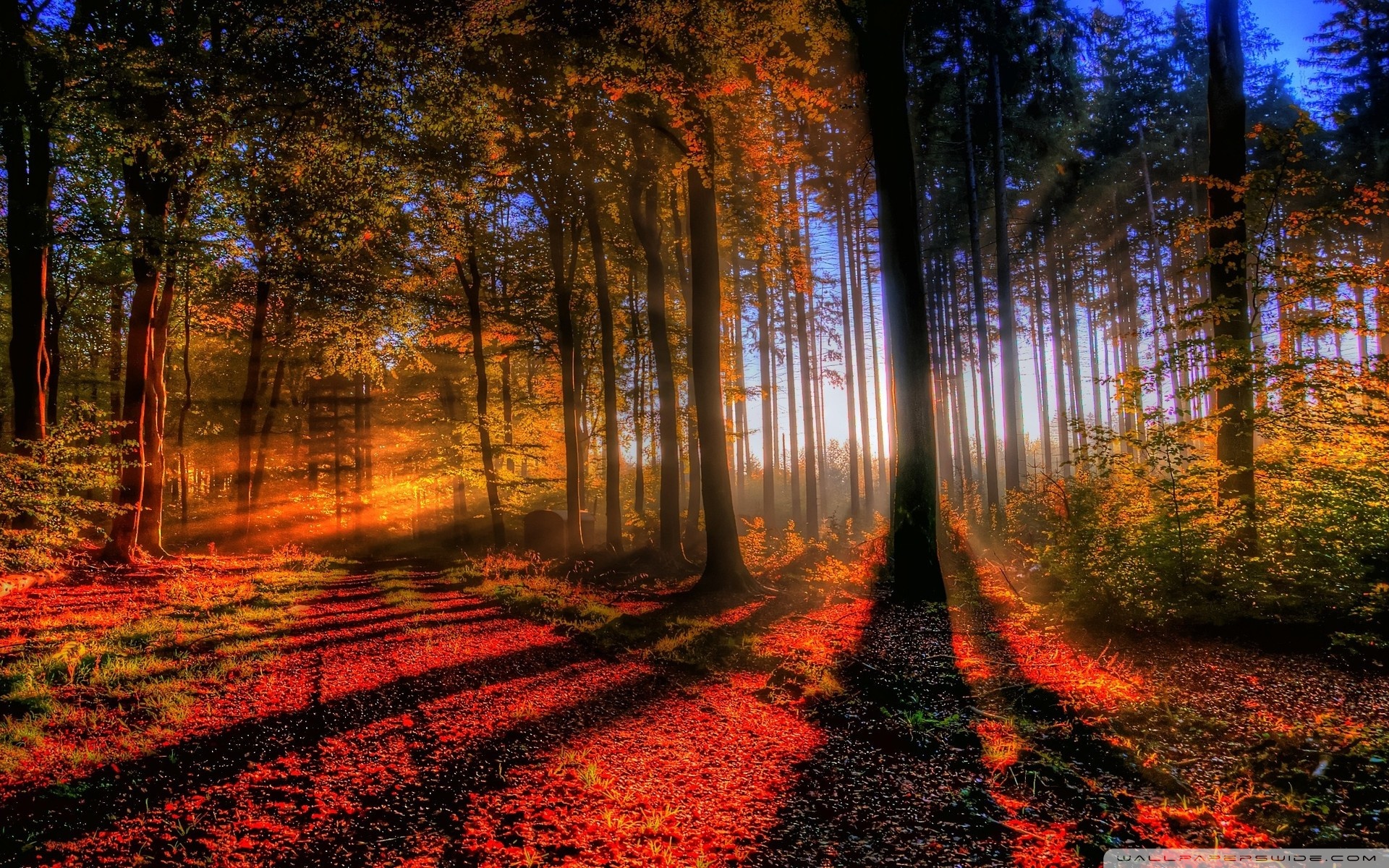 Sunny Autumn Day ❤ 4K HD Desktop Wallpaper for 4K Ultra HD