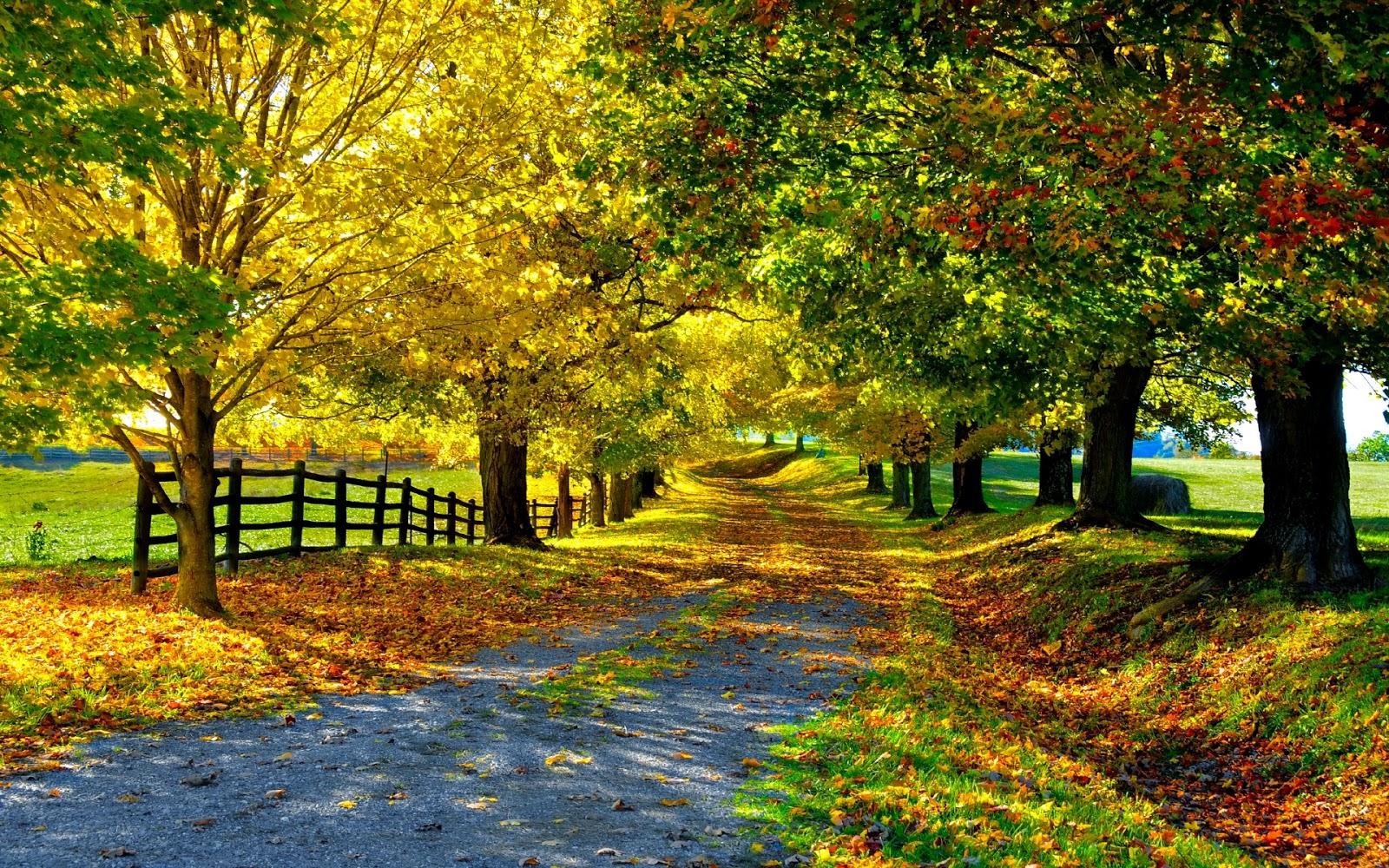 Autumn Sunny Day, Free Wallpaper # 1600x1000. All