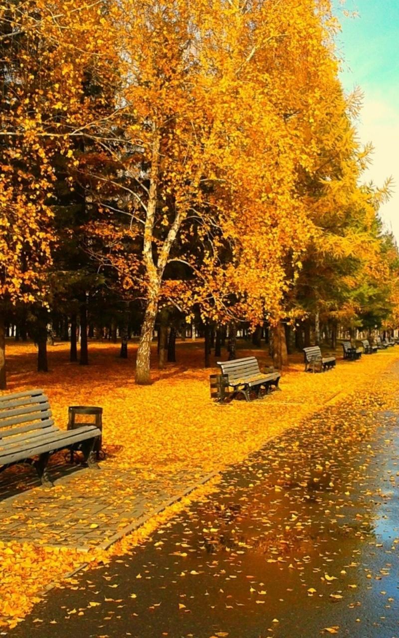Sunny Autumn Day Nexus 7 wallpaper