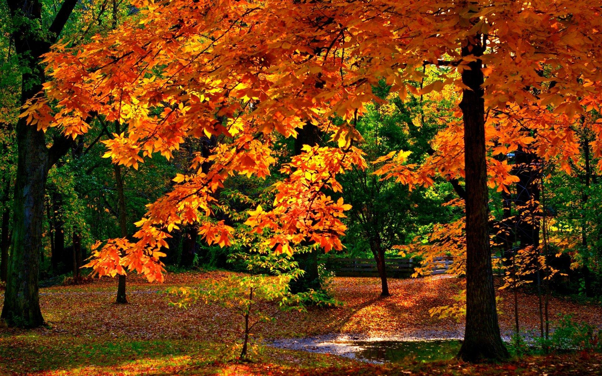 Sunny Day in Autumn Park HD Wallpaper. Background Image