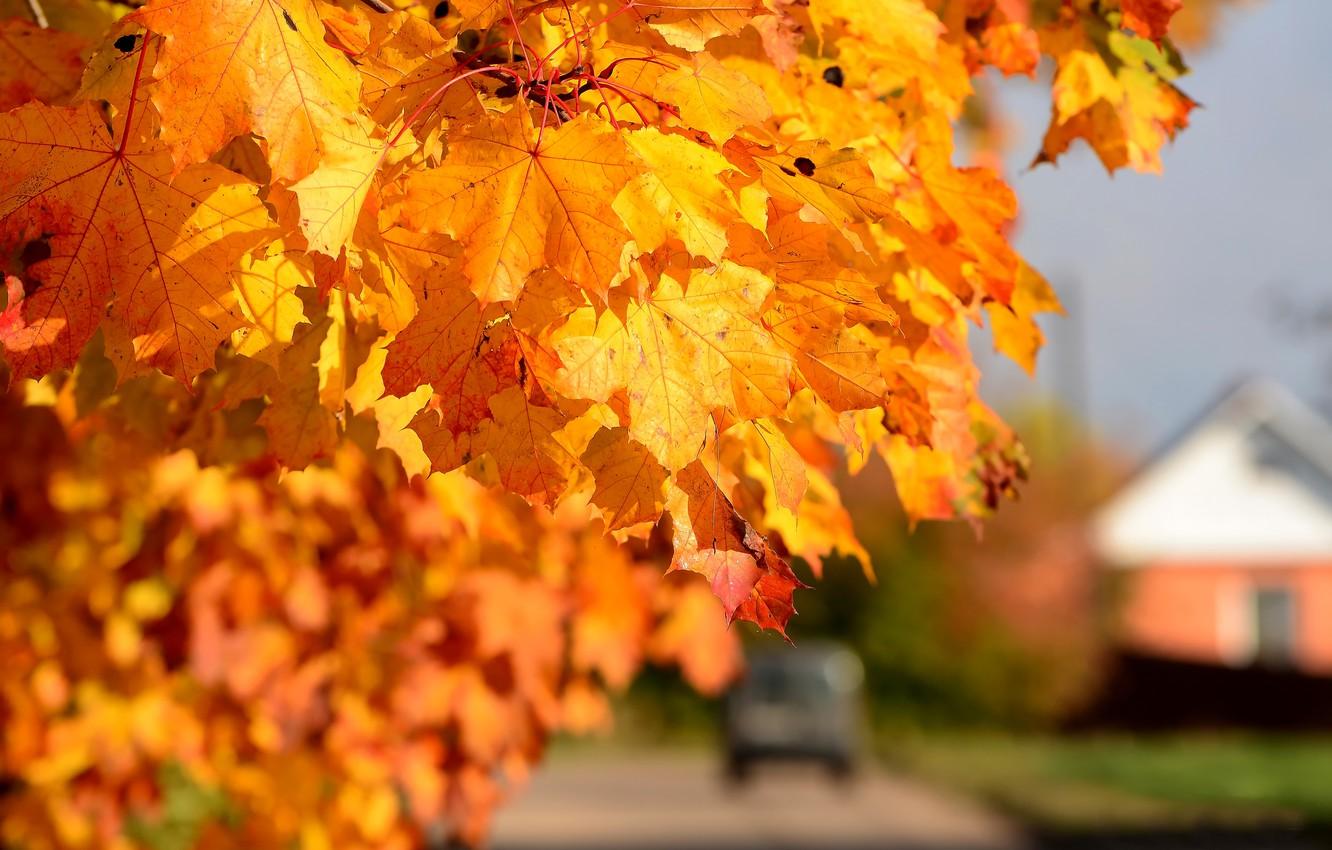 Wallpaper autumn, leaves, Sunny day image for desktop