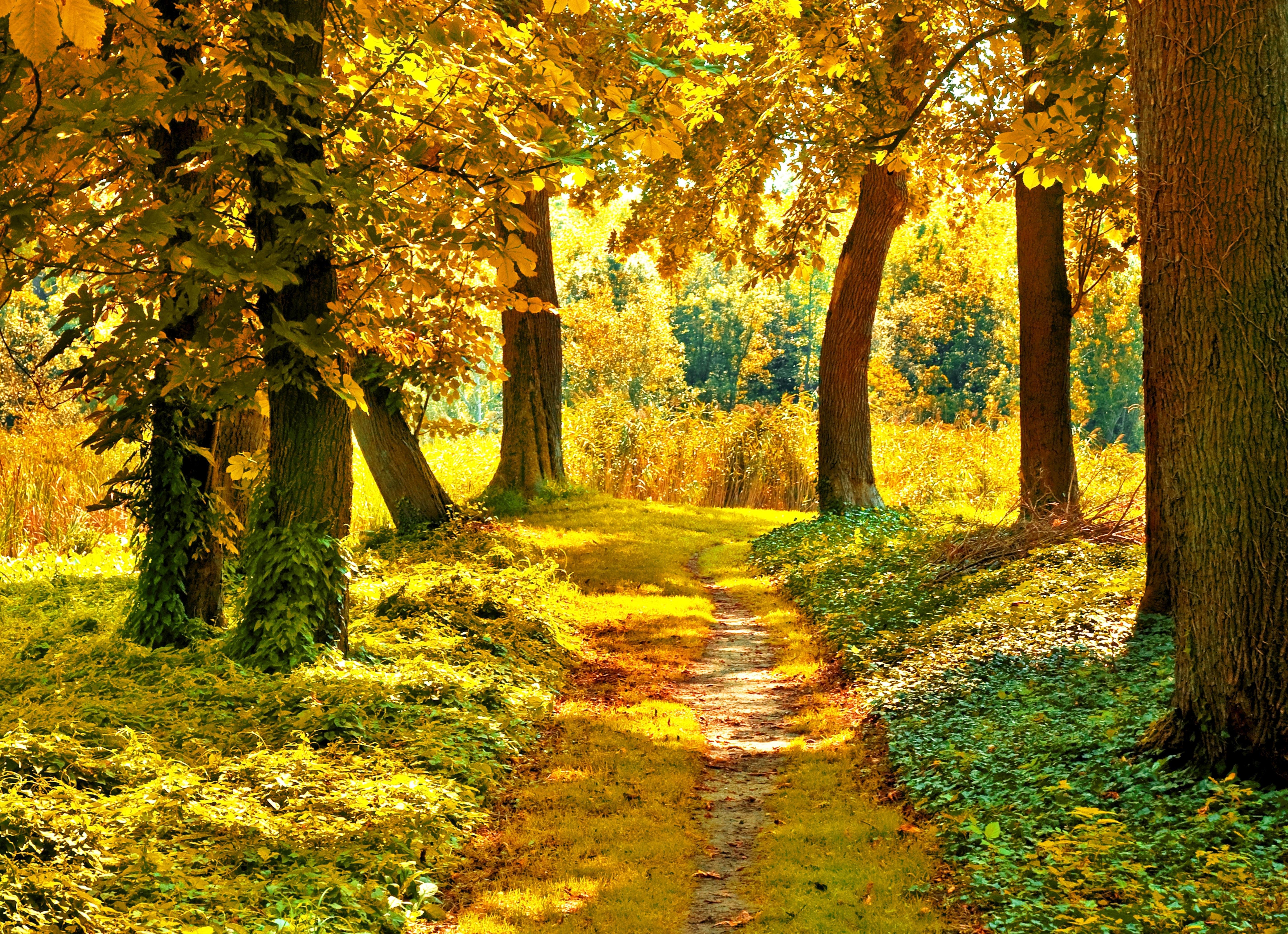 Autumn Sunny day wallpaper and image