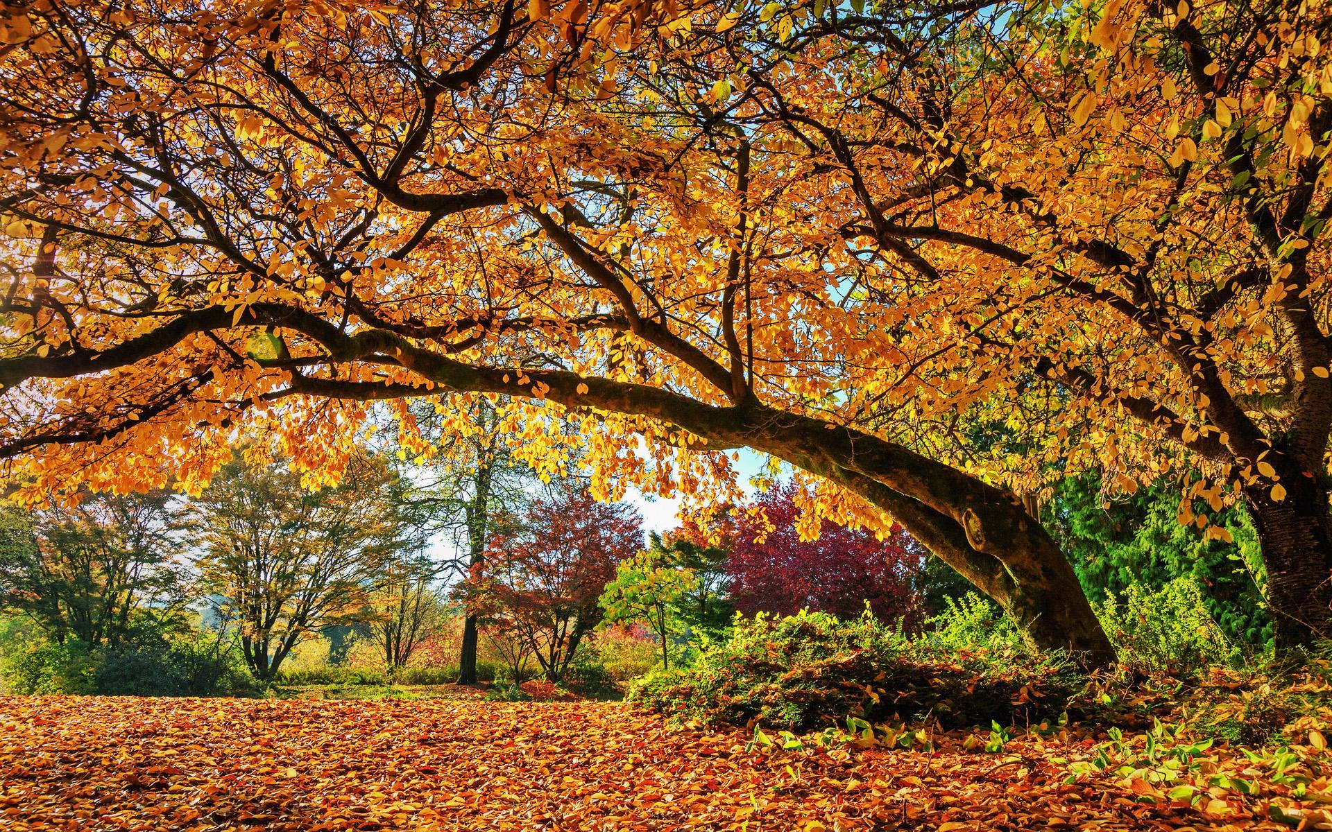 Download wallpaper autumn, HDR, park, forest, yellow trees