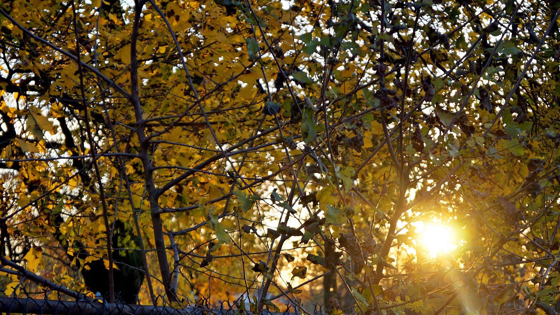 Macbook 13 Retina wallpaper: Sunny Glow Autumn