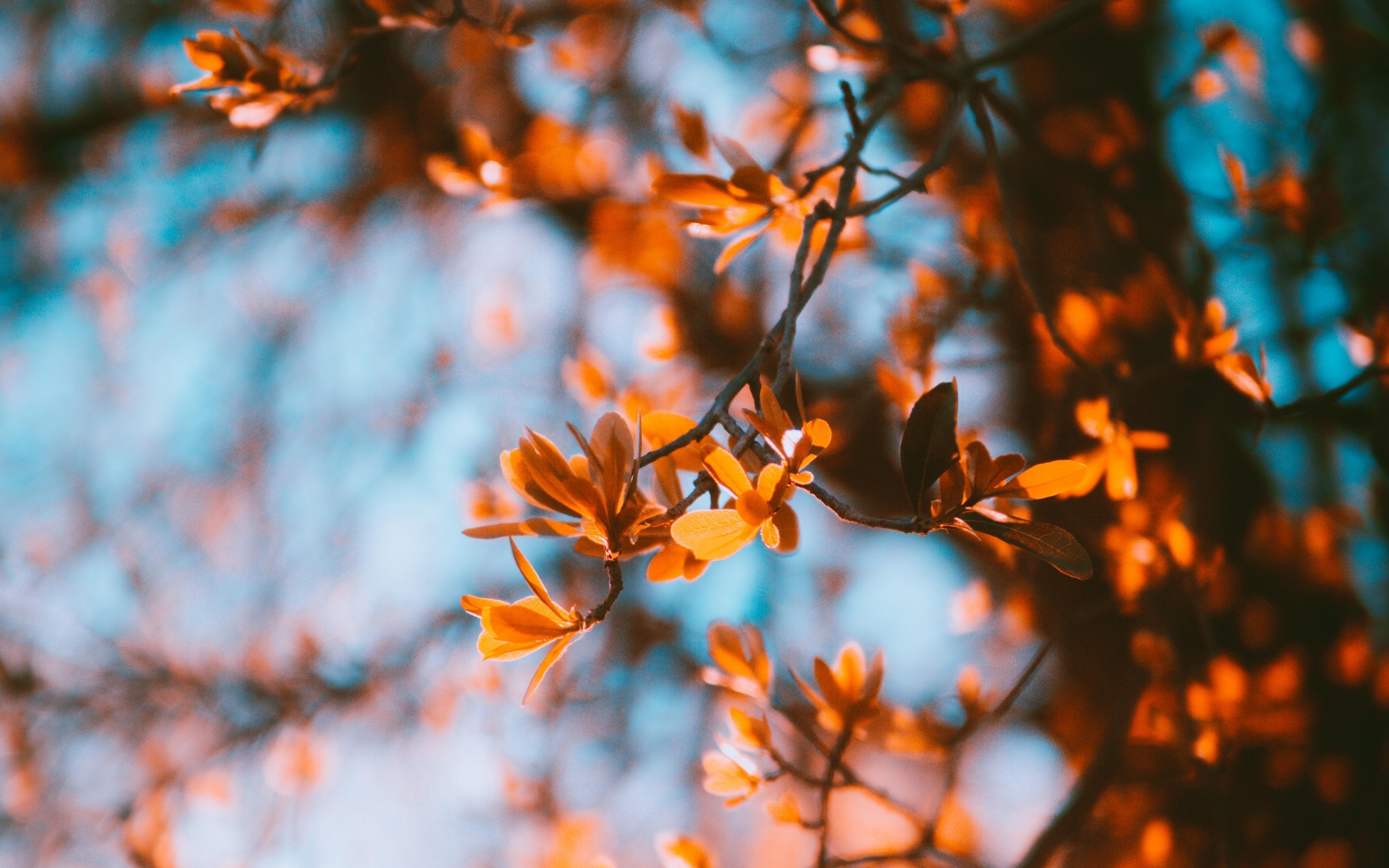 Download wallpaper 3840x2400 branches, blur, autumn, leaves