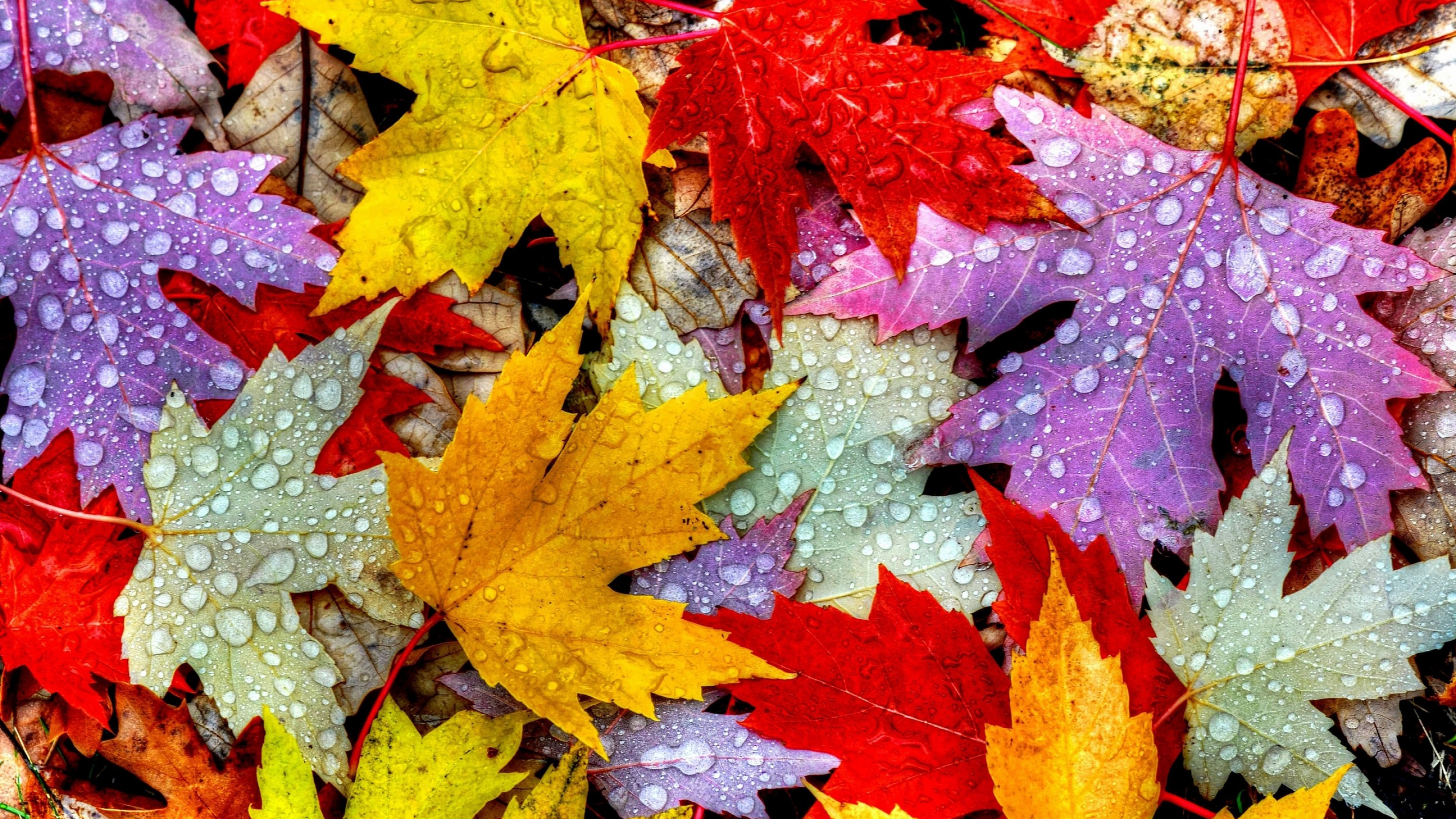 Wallpaper Leaves, 5k, 4k wallpaper, drops, rain, autumn