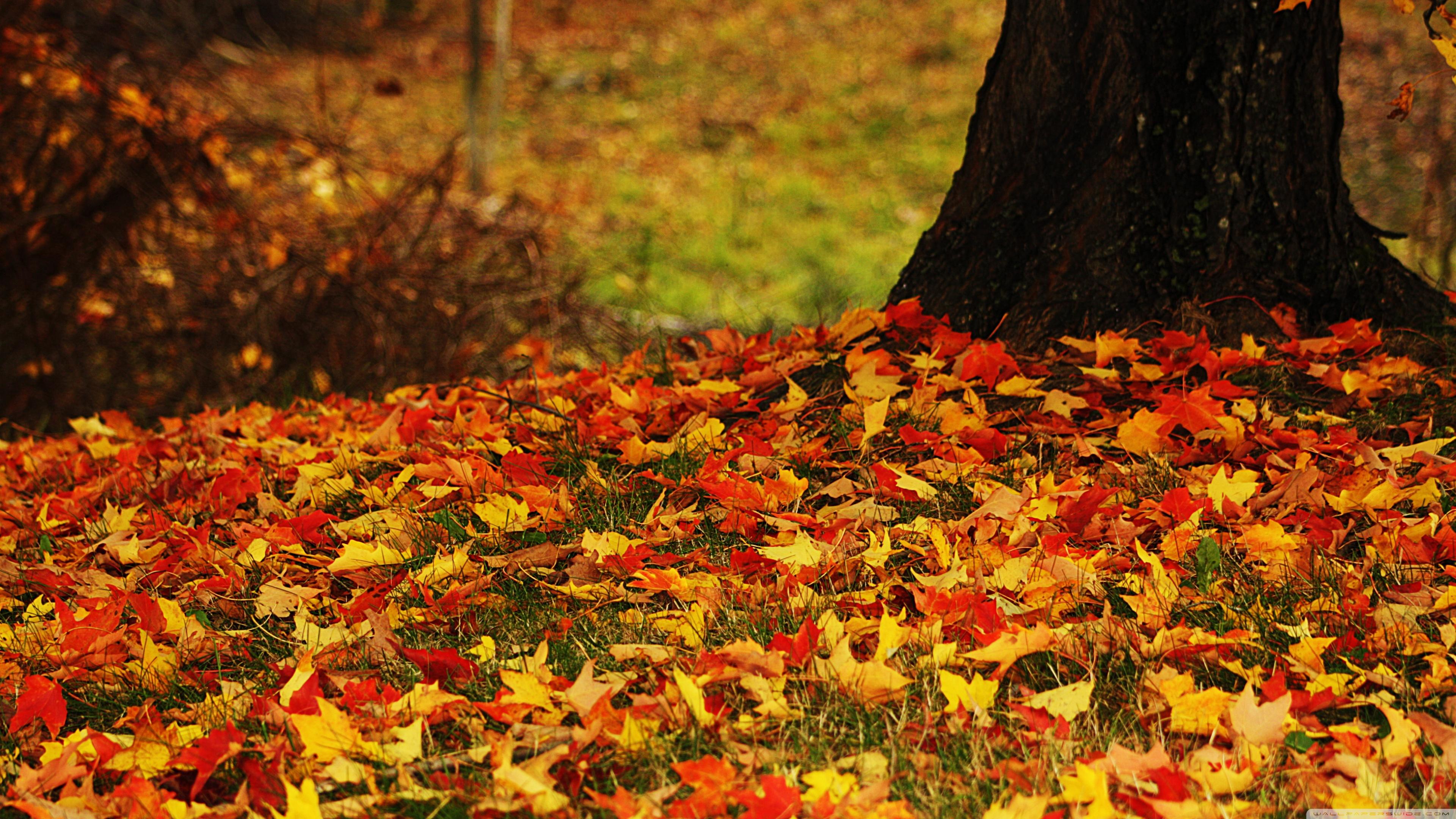 Autumn Leaves 4K Wallpapers - Wallpaper Cave