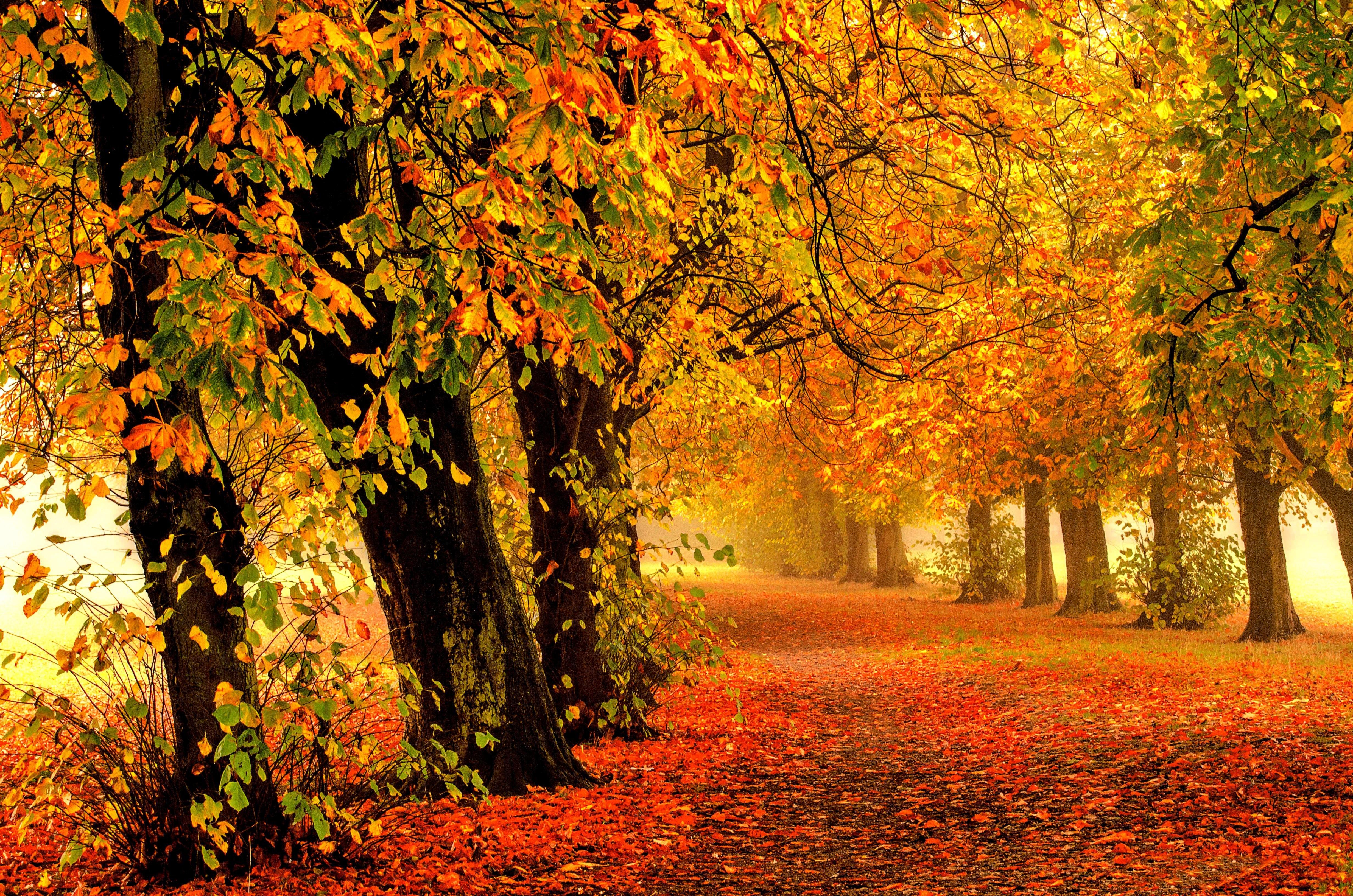 Wallpaper Autumn, Park, Forest, Leaves, 4K, Nature