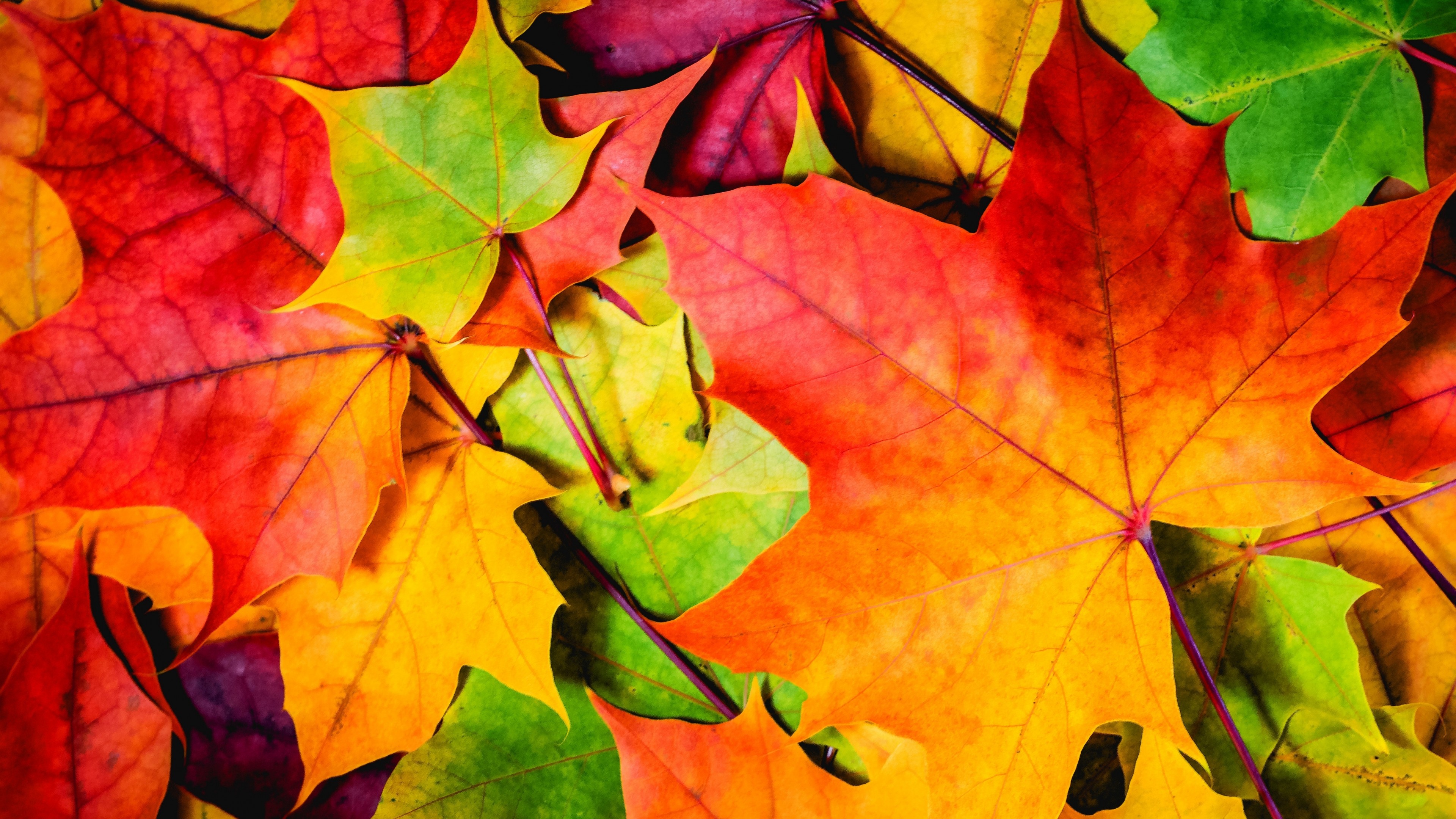 Wallpaper Leaves, 5k, 4k wallpaper, 8k, colorful, autumn
