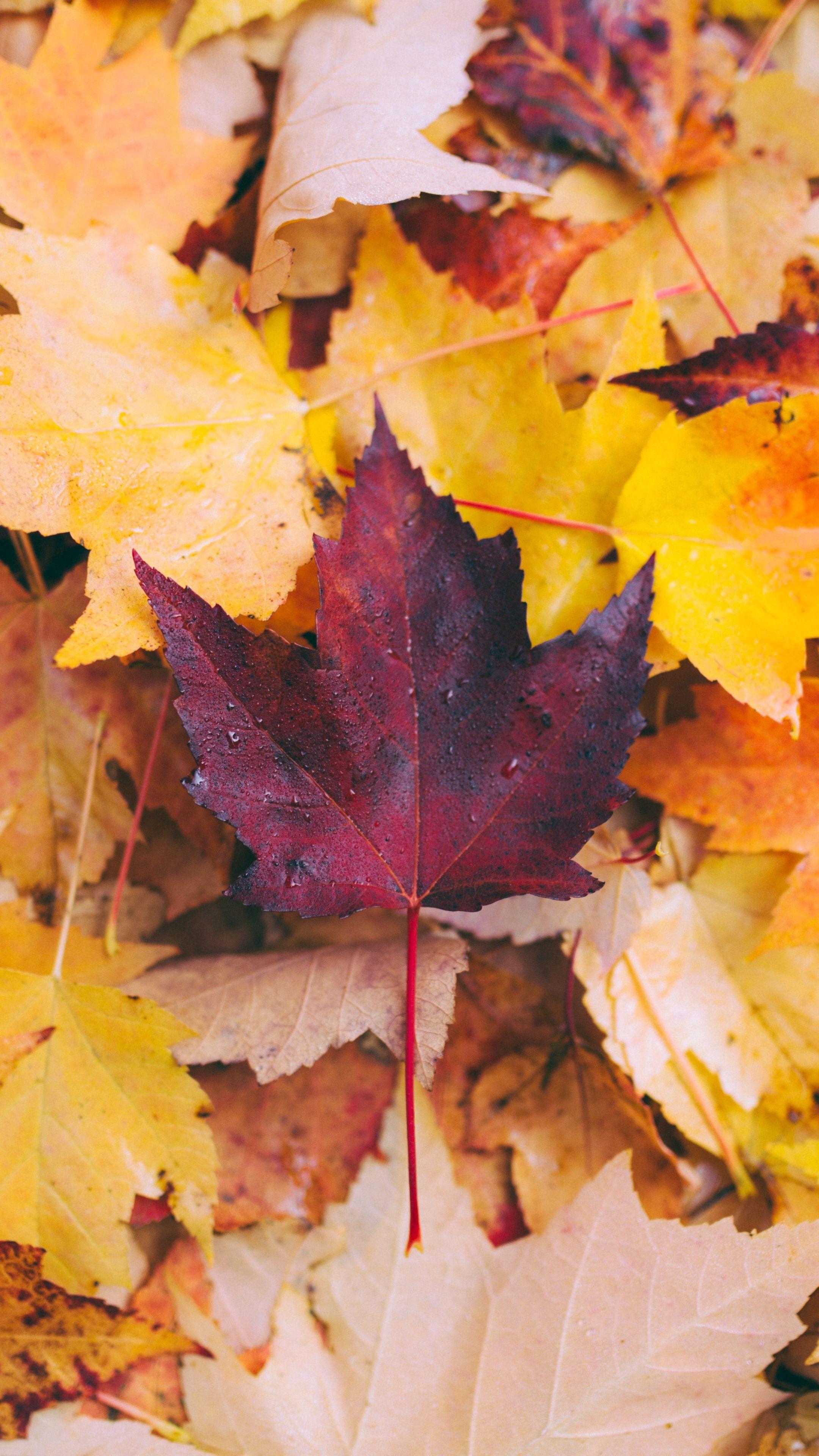 autumn leaf wallpaper