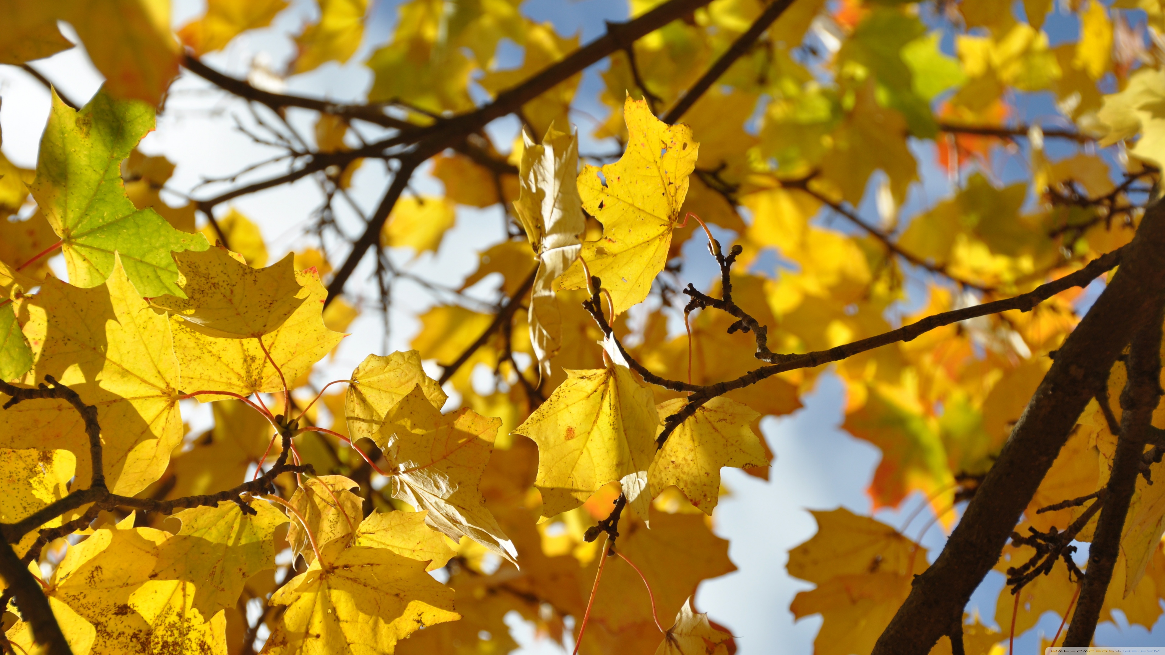 Autumn Leaves ❤ 4K HD Desktop Wallpaper for 4K Ultra HD TV