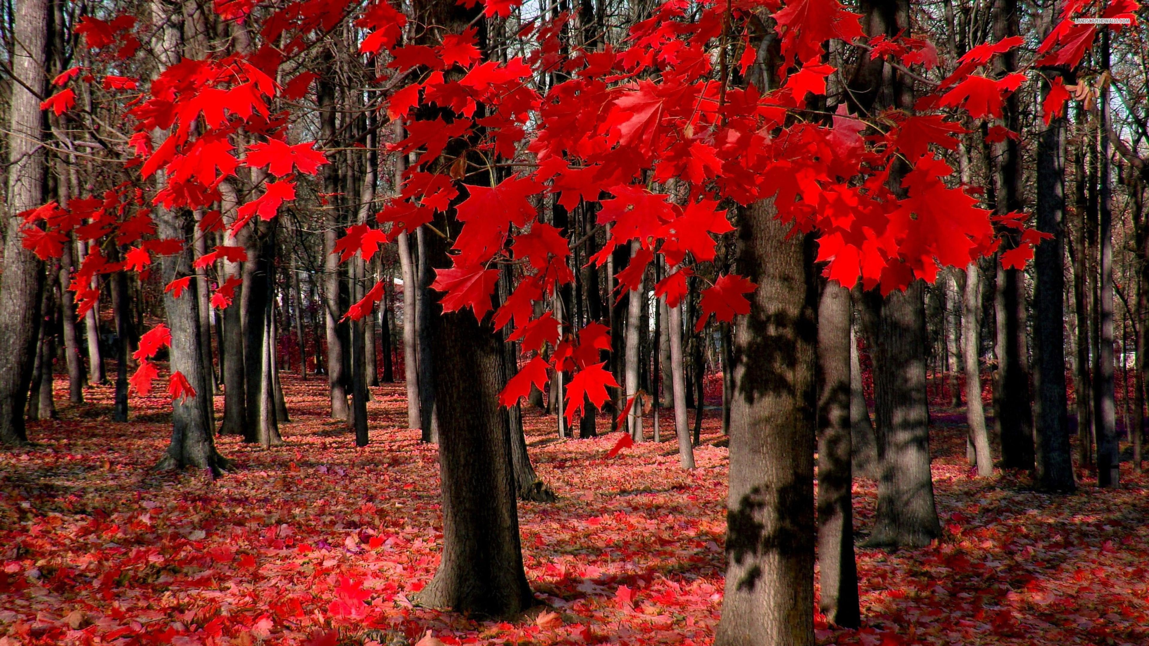 Download 4k Nature Red Trees Wallpaper  Wallpaperscom