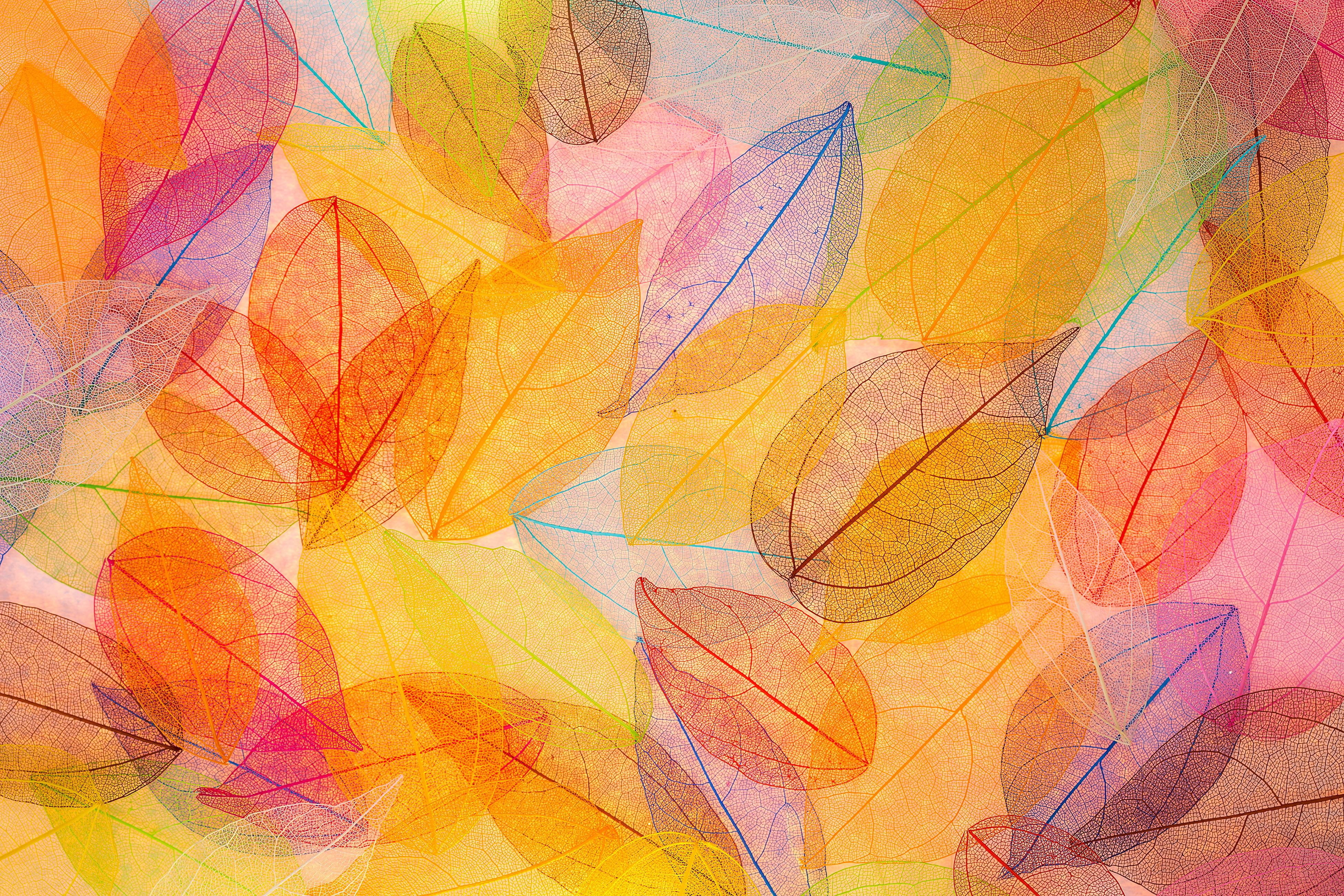 Wallpaper Autumn leaves, HD, 4K, Nature