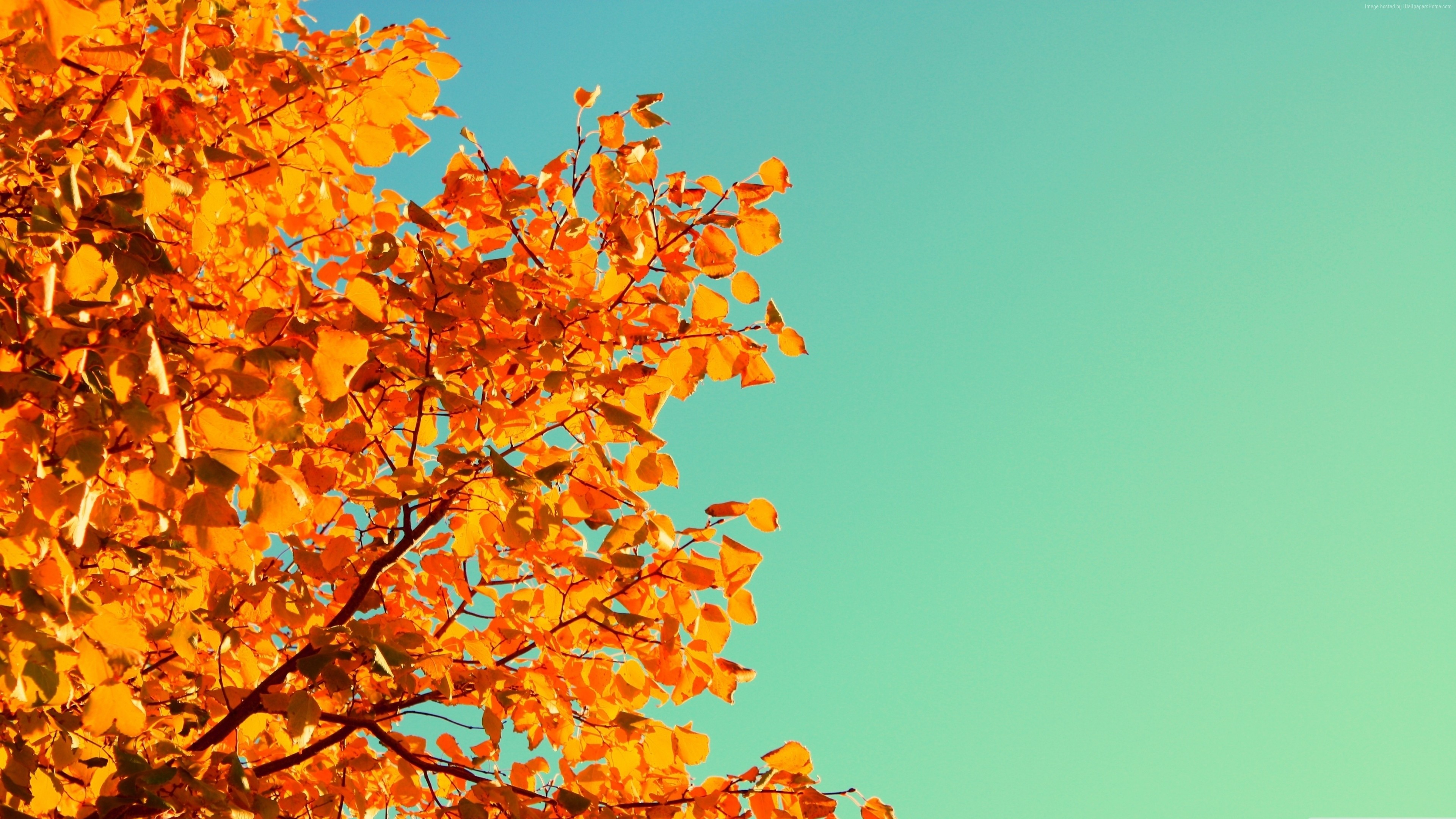#sky, #leaves, k, #Tree, k wallpaper, #yellow