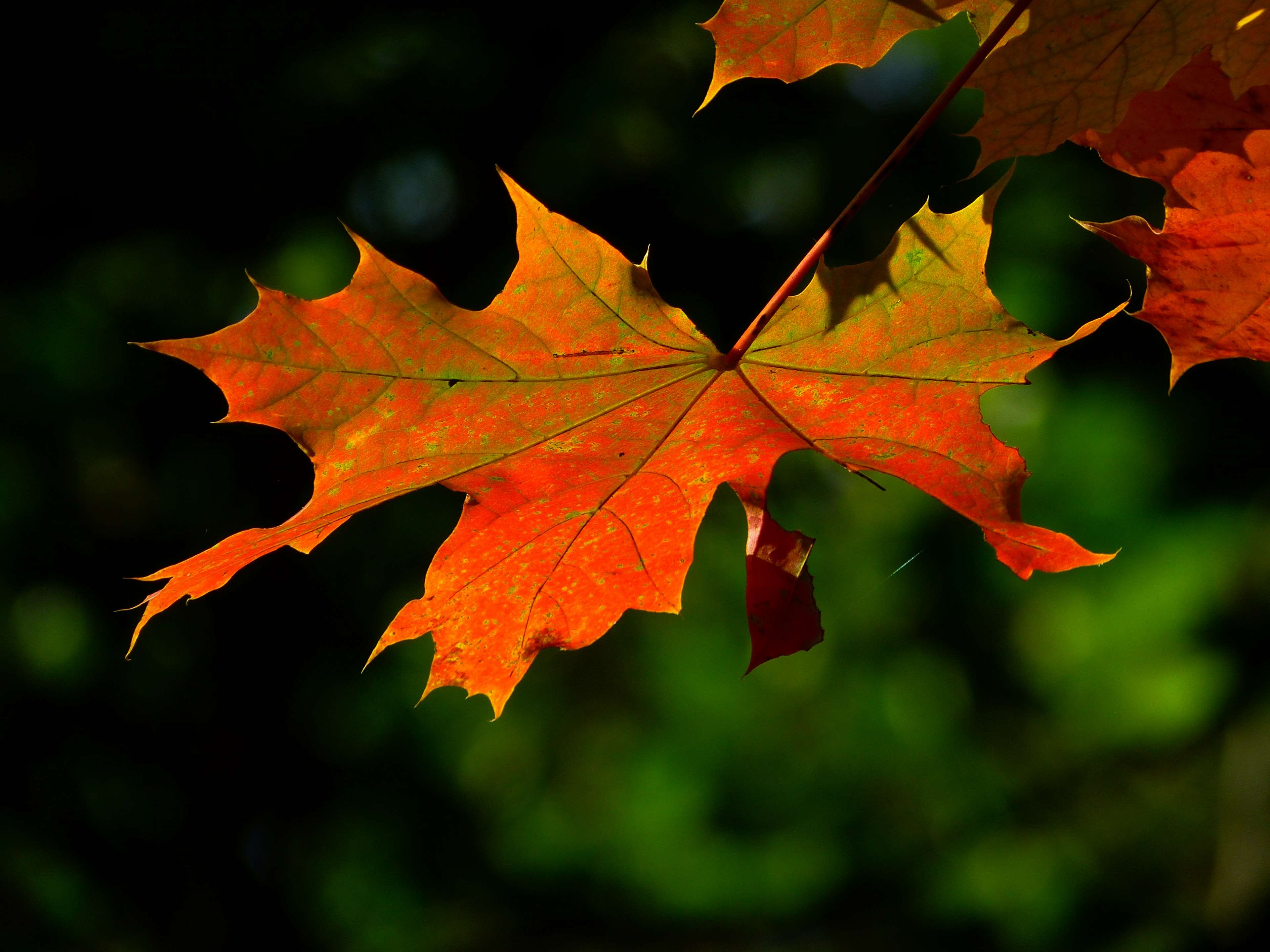 autumn leaves, blur, close up, leaves, macro, maple