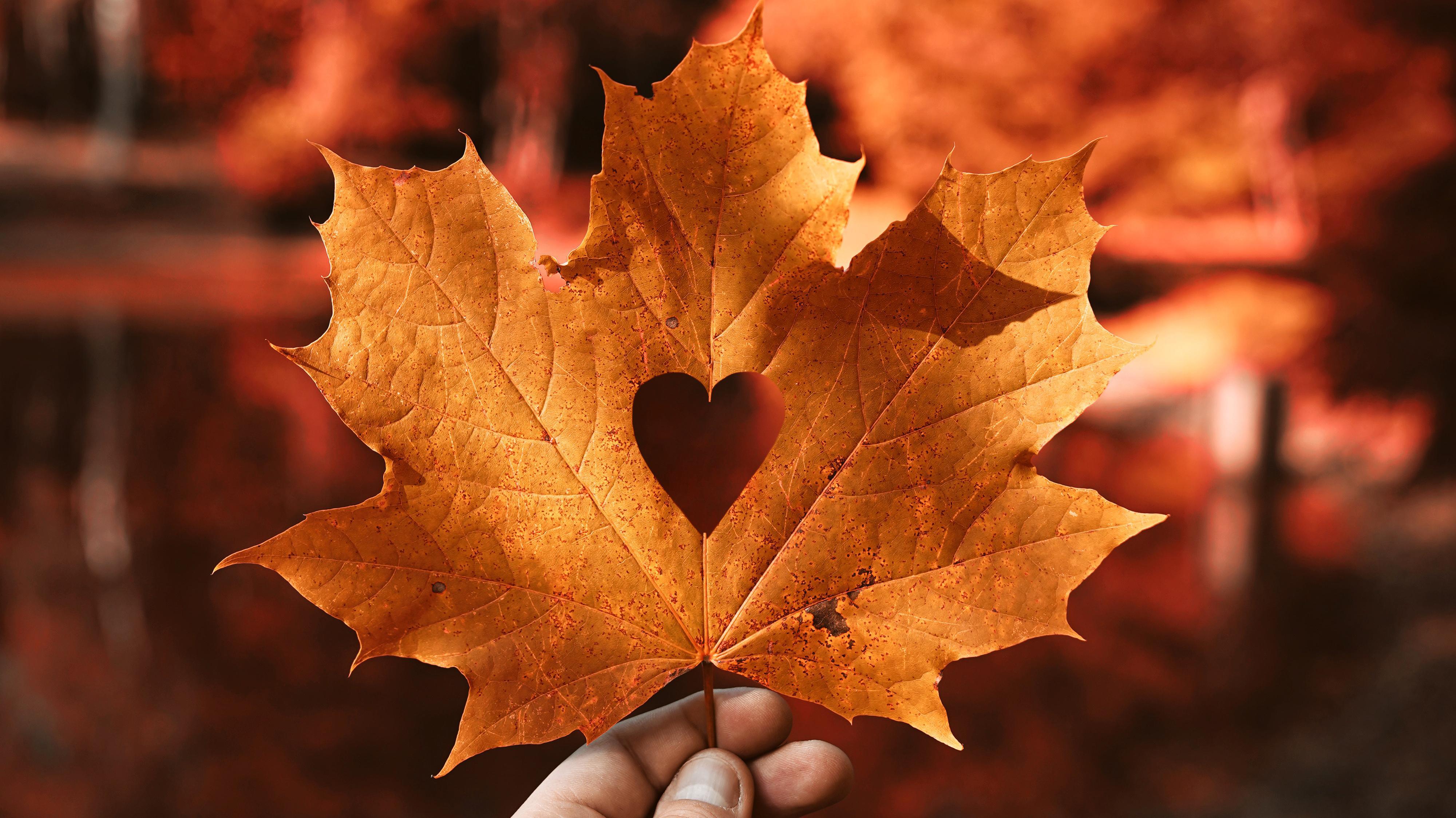 Autumn leaf Love heart 4K Wallpaper
