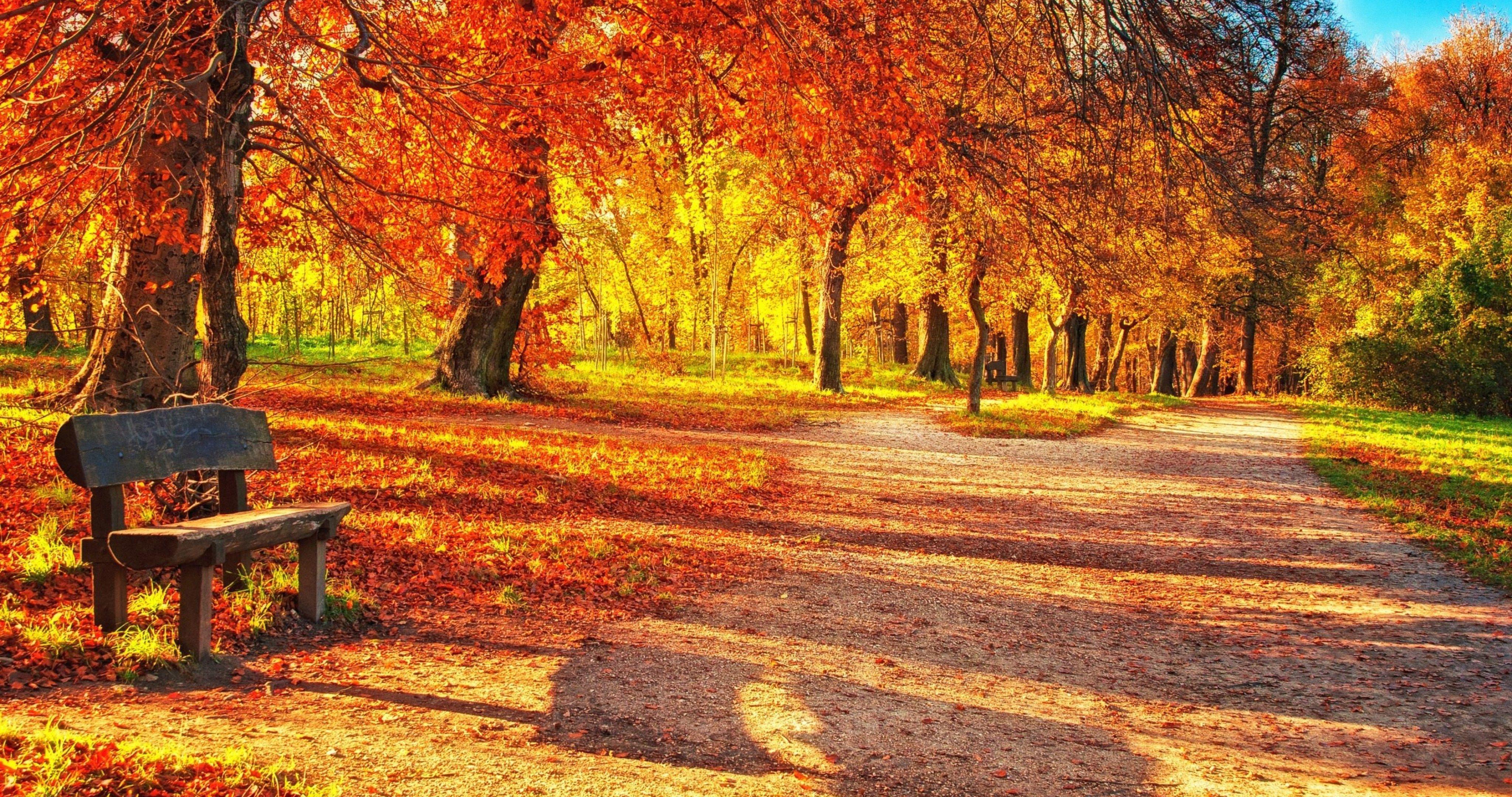 autumn leaves park 4k ultra HD wallpaper. ololoshenka
