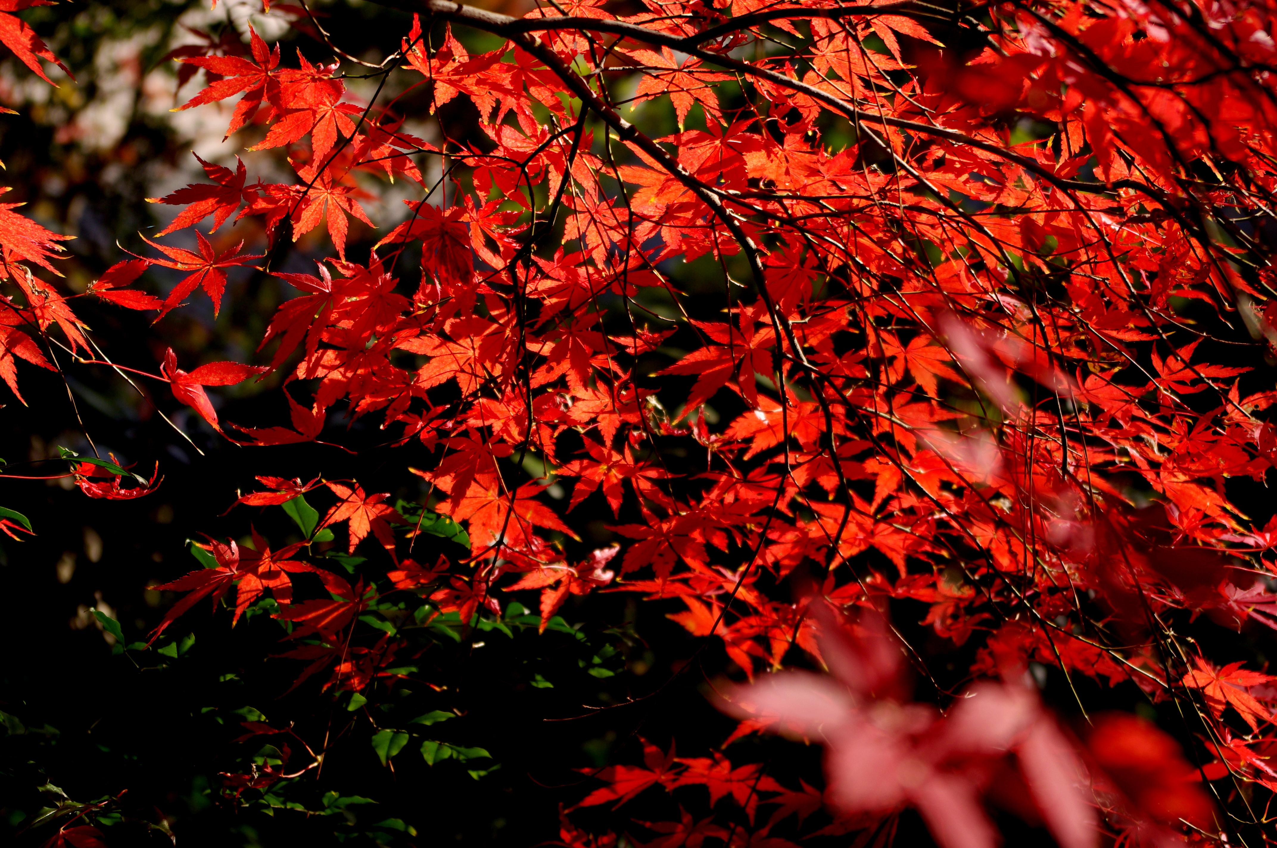 Red Autumn Leaf Maple Wallpaper 4k